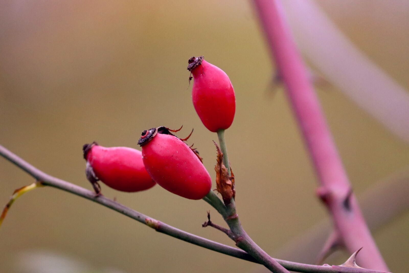 Canon EOS 200D (EOS Rebel SL2 / EOS Kiss X9) sample photo. Rose hip, bush, rosebush photography