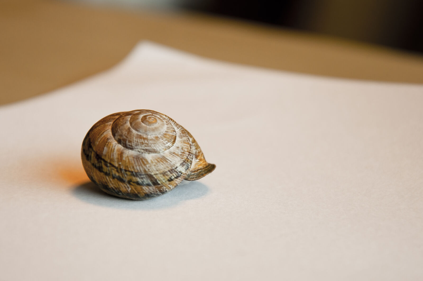 Nikon D90 sample photo. Animal, natural photography