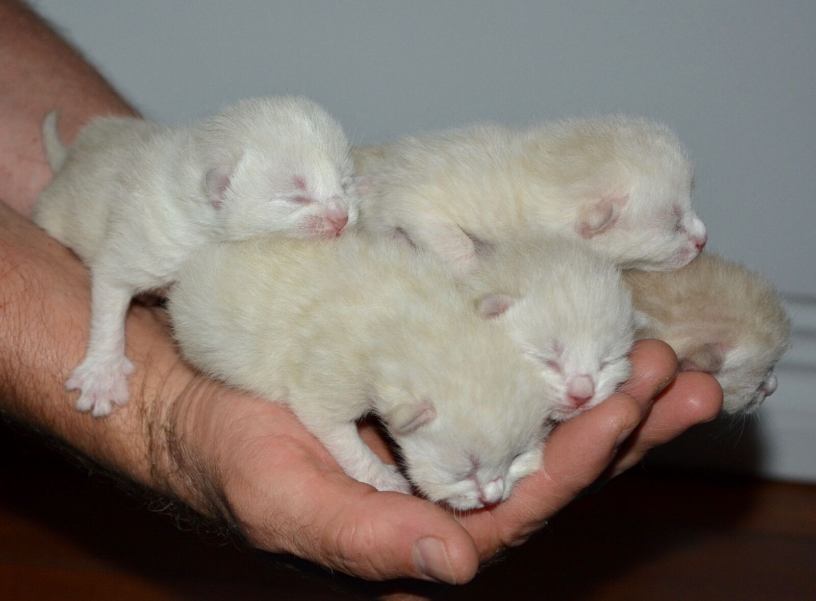 Nikon D5200 sample photo. Baby kittens, kittens, baby photography