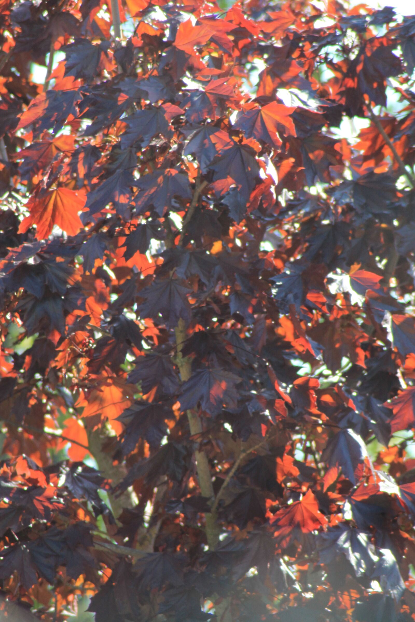 Canon EOS 1100D (EOS Rebel T3 / EOS Kiss X50) sample photo. Leaves, background photography