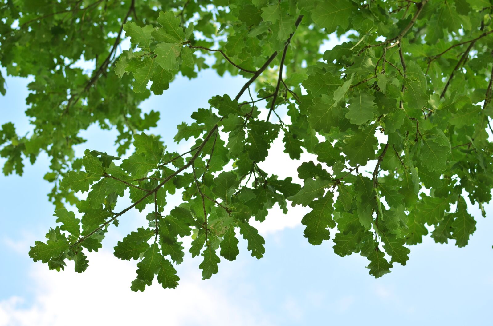 Nikon D5100 sample photo. Oak, sky, trees photography