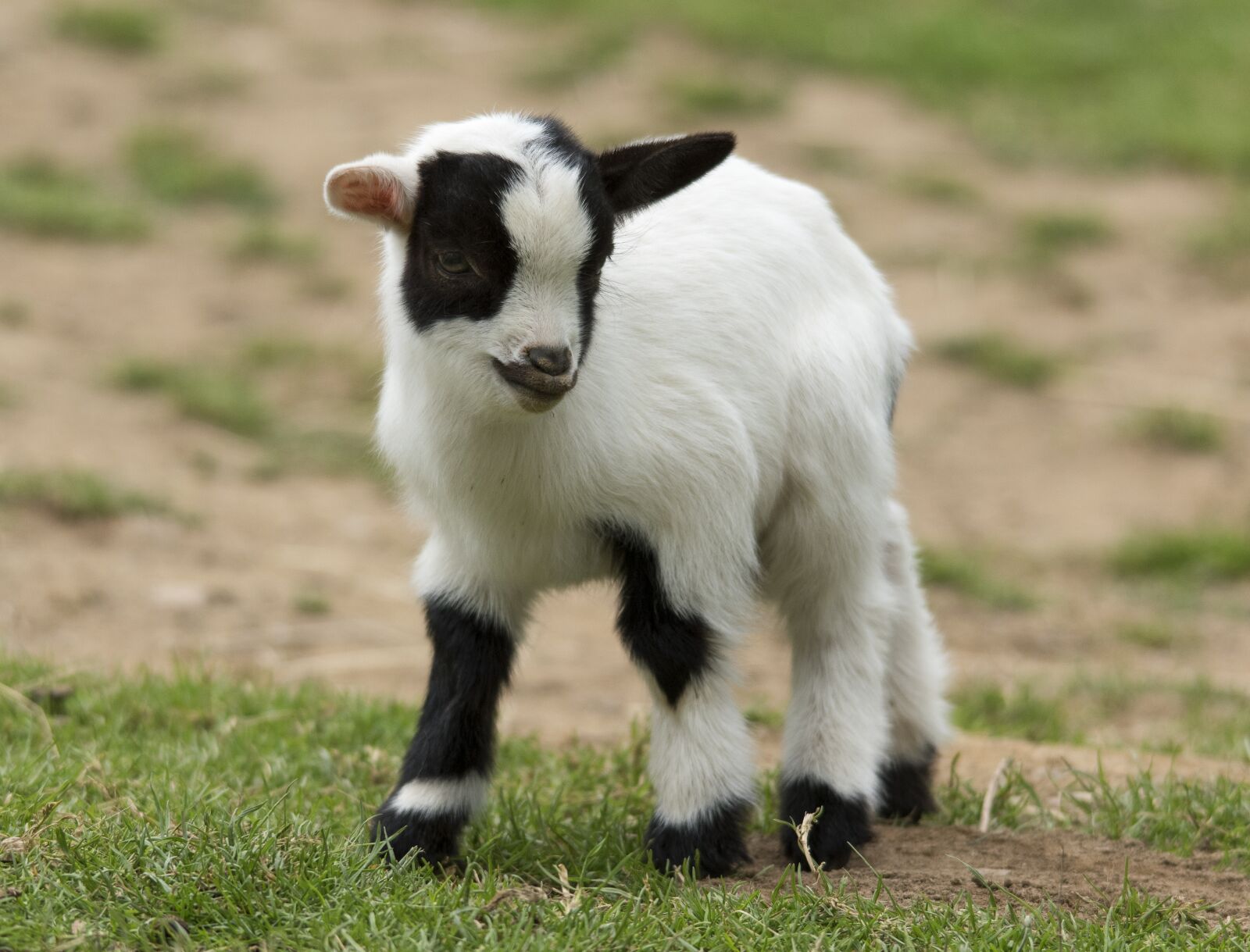 Nikon D5600 sample photo. Kid, baby, goat photography