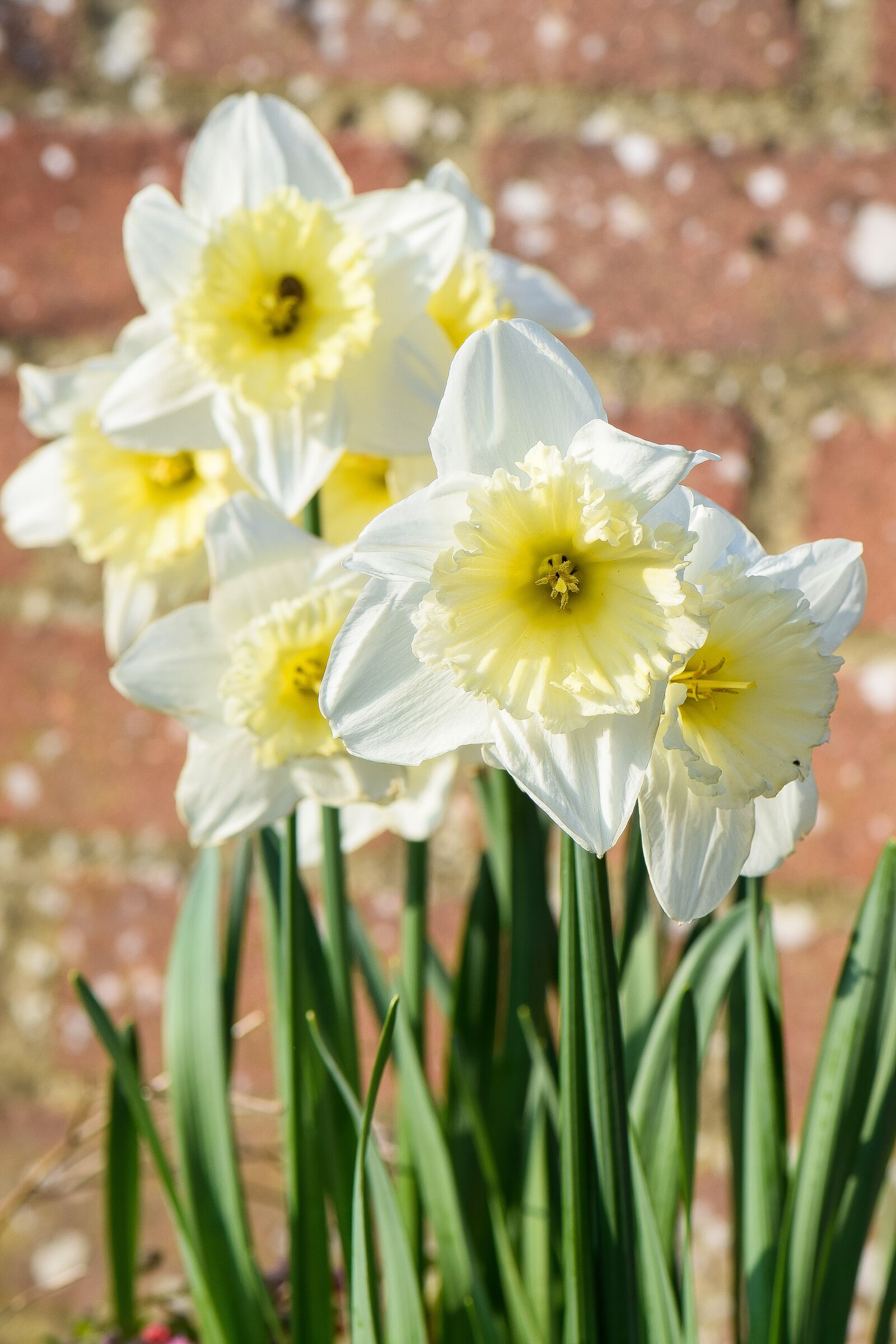 Nikon D5300 sample photo. Daffodil, flowers, nature photography