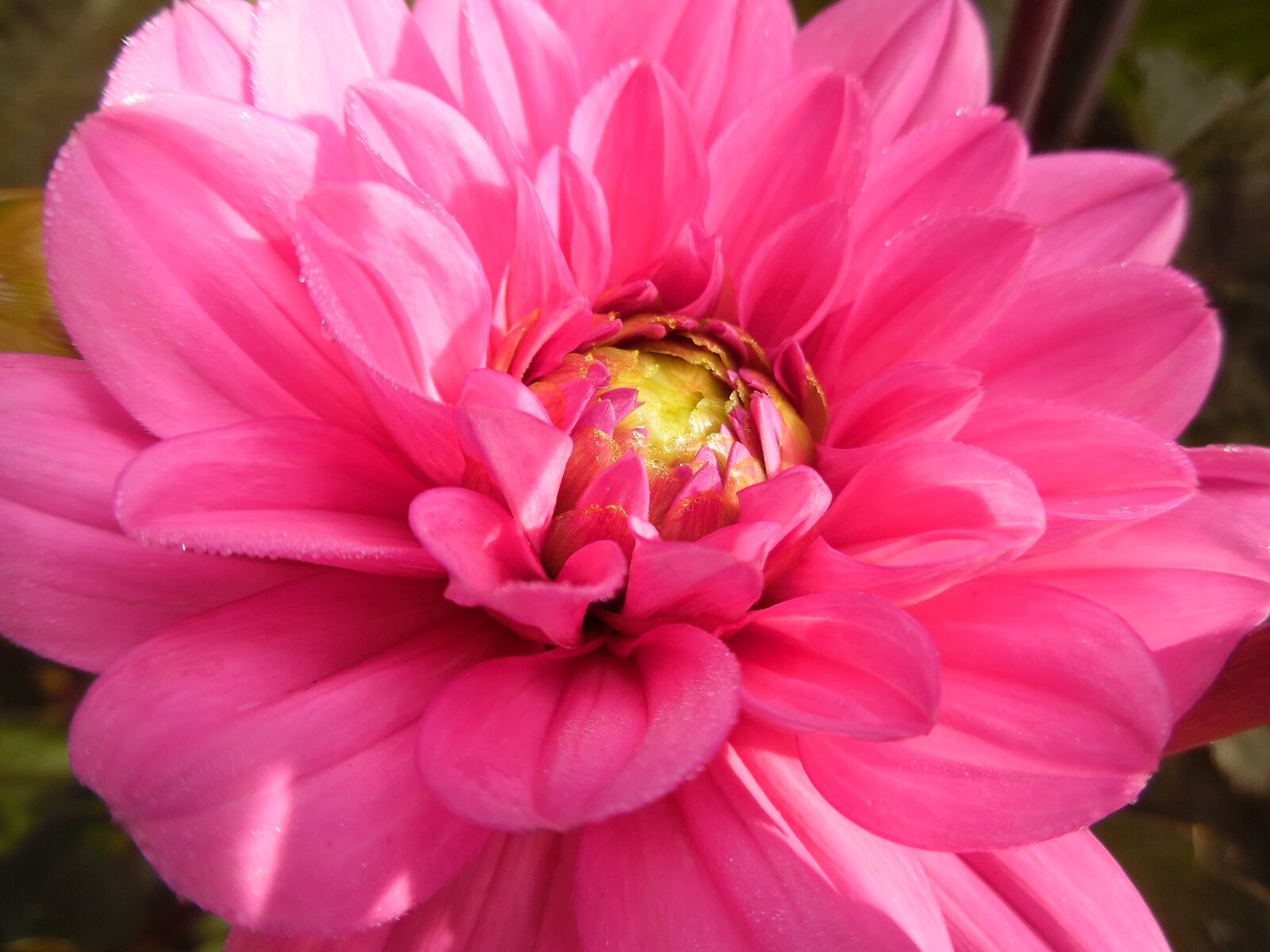 Samsung WB35F/WB36F/WB37F sample photo. Dahlia, flower, blossom photography