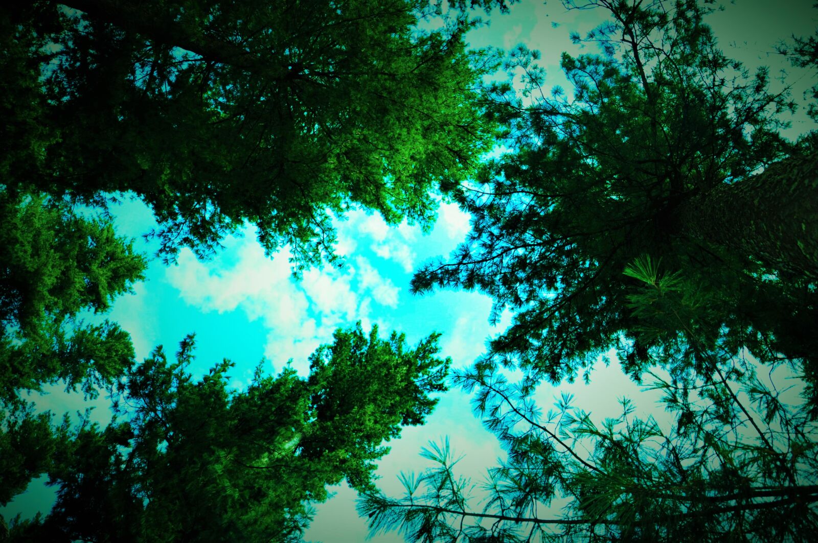 Nikon D90 sample photo. Nature, wallpaper photography