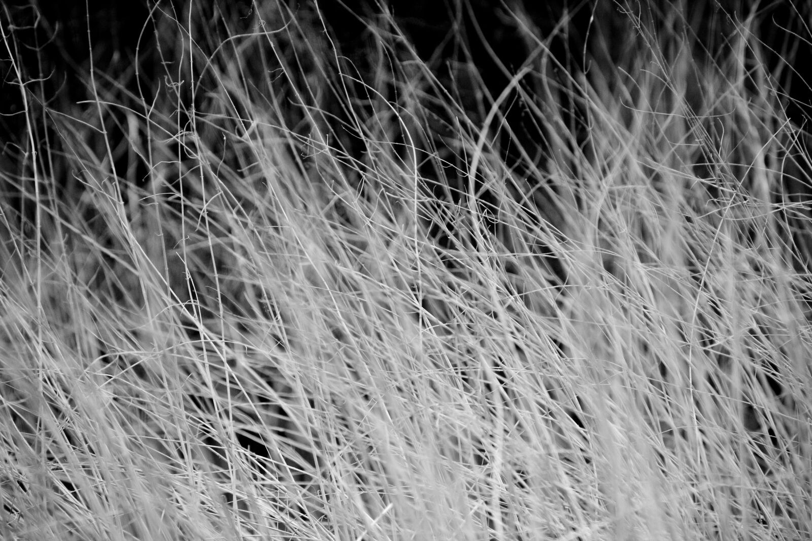 Canon EOS 40D sample photo. Grass, nature, macro photography
