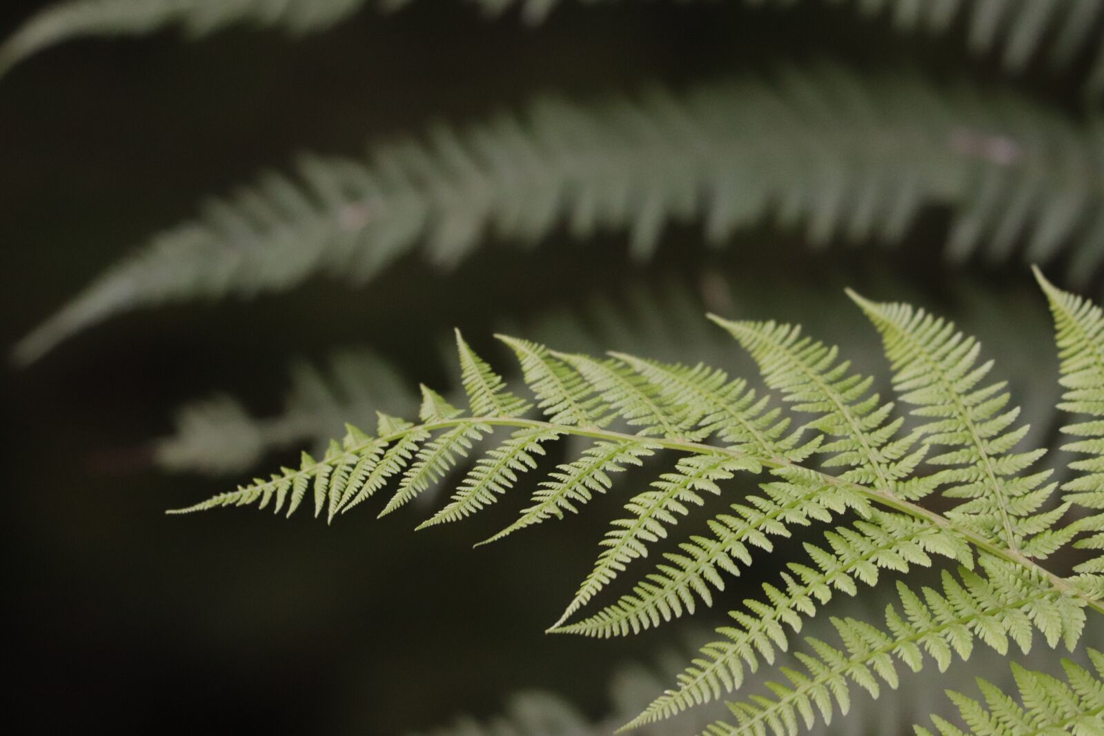 Canon EF 70-300 F4-5.6 IS II USM sample photo. Fern, green, plant photography
