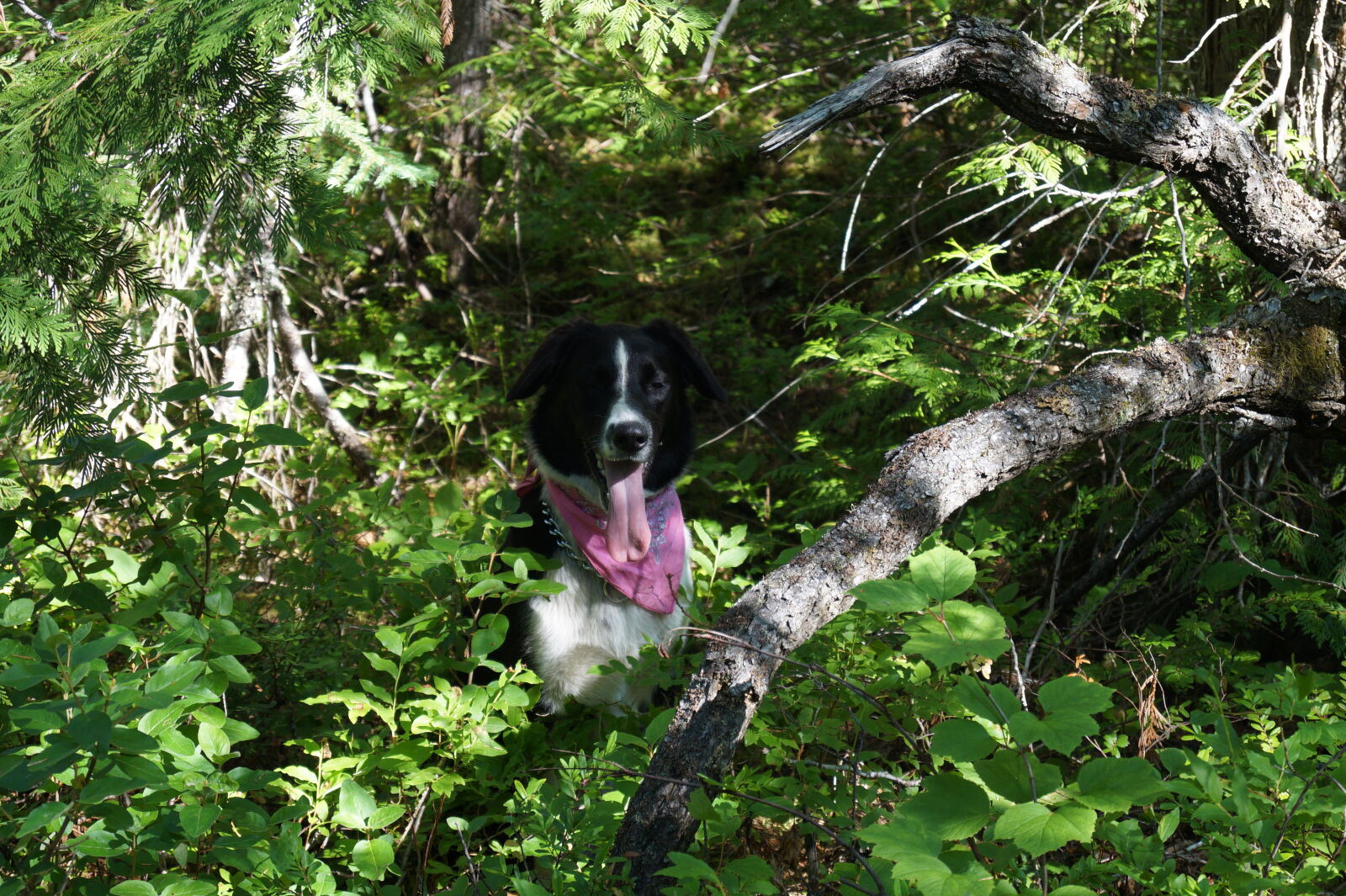 Sony DT 18-55mm F3.5-5.6 SAM II sample photo. Animal, branches, dog, forest photography