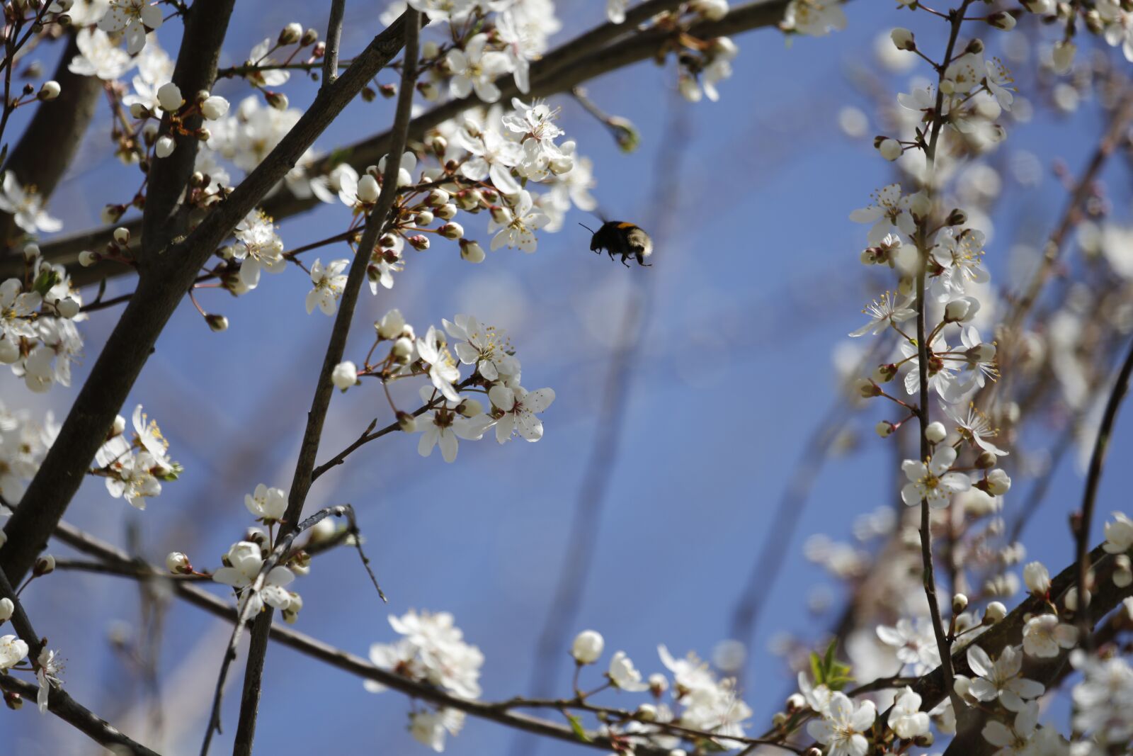 Canon EF 100-400mm F4.5-5.6L IS USM sample photo. Flowers, butterfly, insect photography
