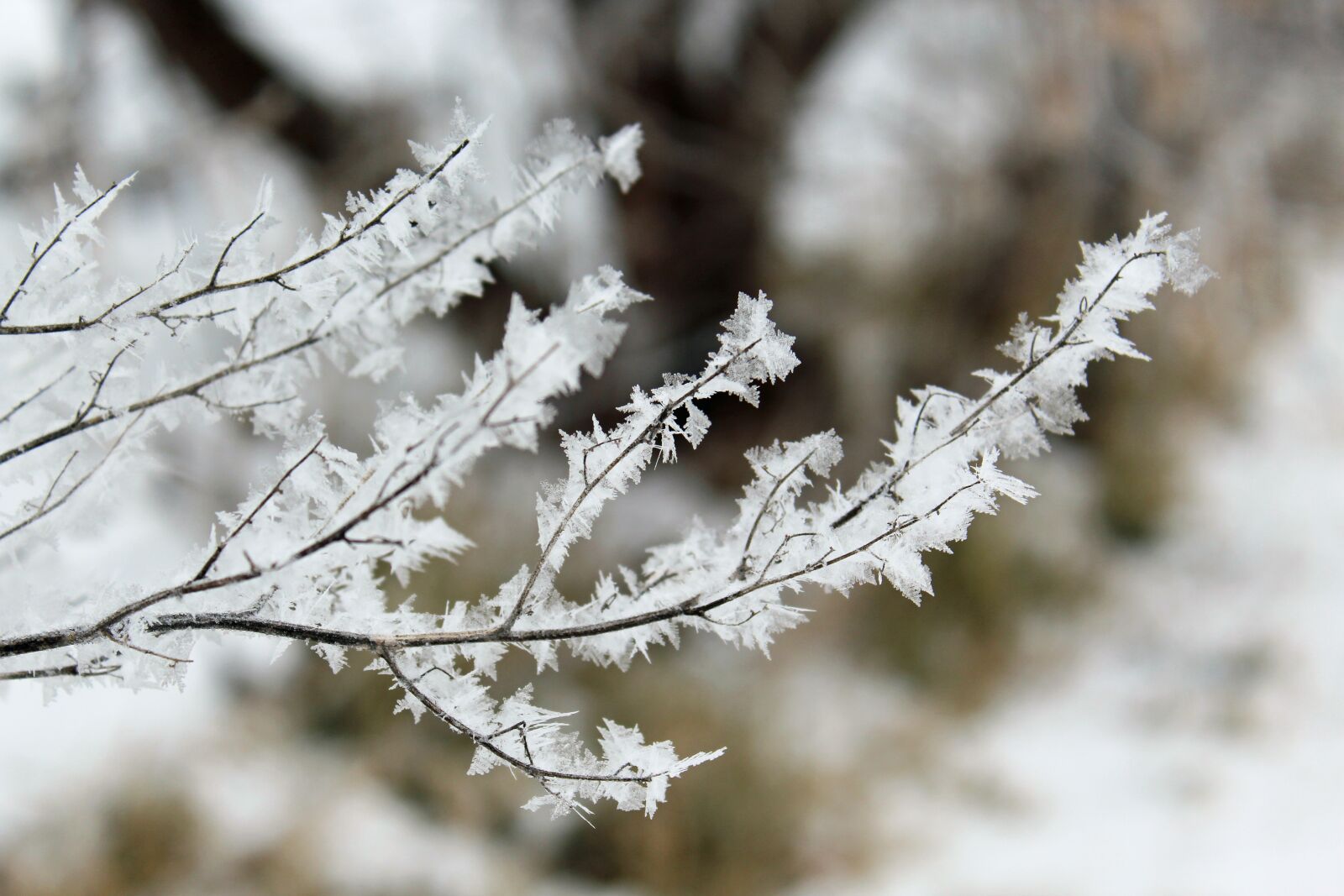 Canon EOS 1300D (EOS Rebel T6 / EOS Kiss X80) sample photo. Frost, winter, cold photography