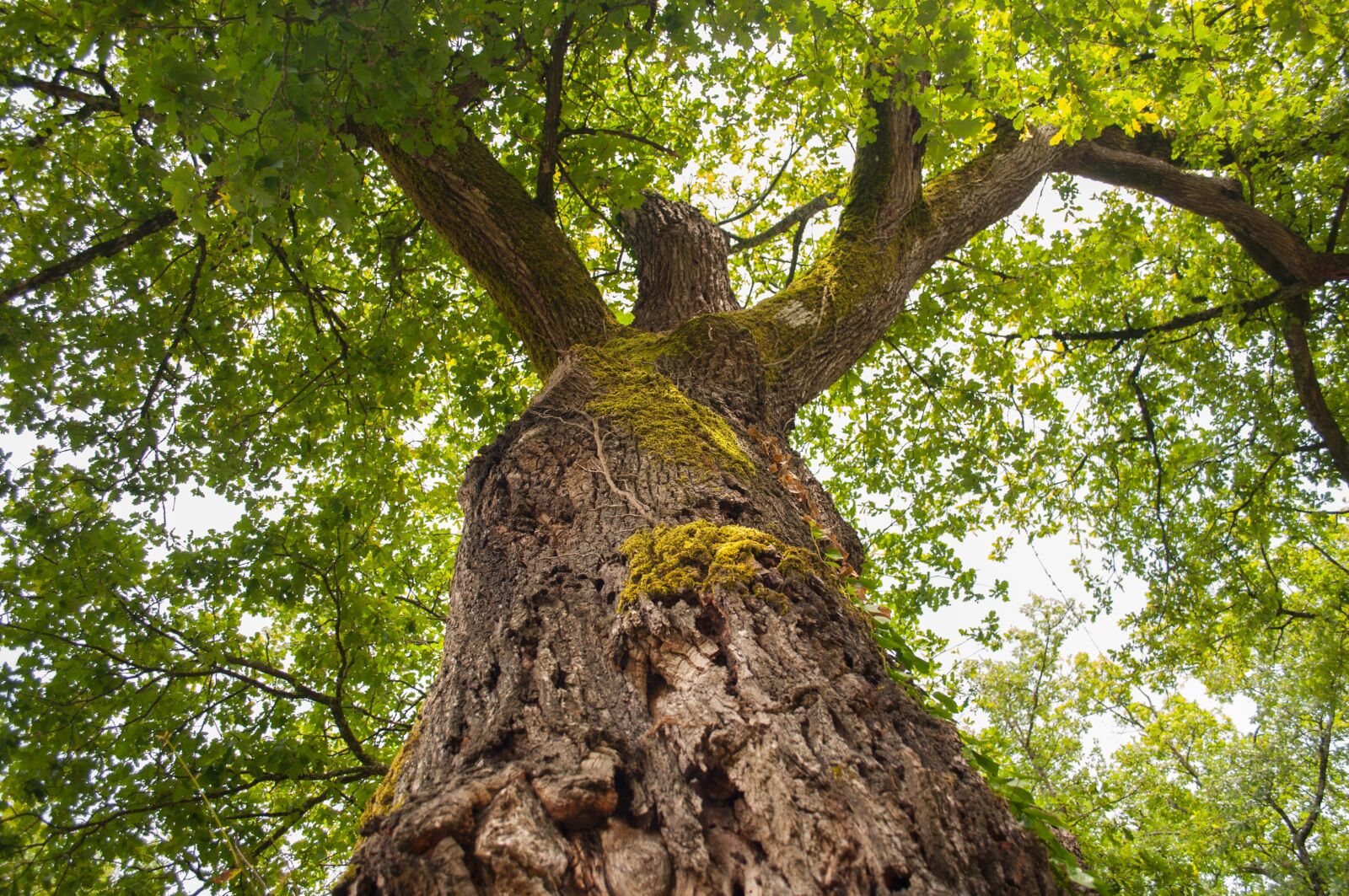 Nikon D5000 sample photo. Tree, trunk, nature photography