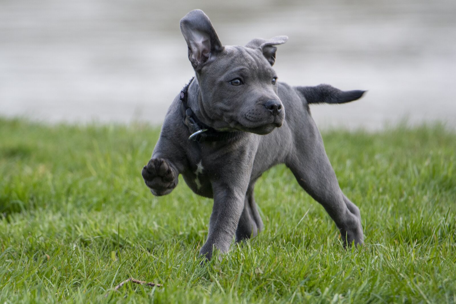 Nikon D500 sample photo. Puppy, dog, pet photography