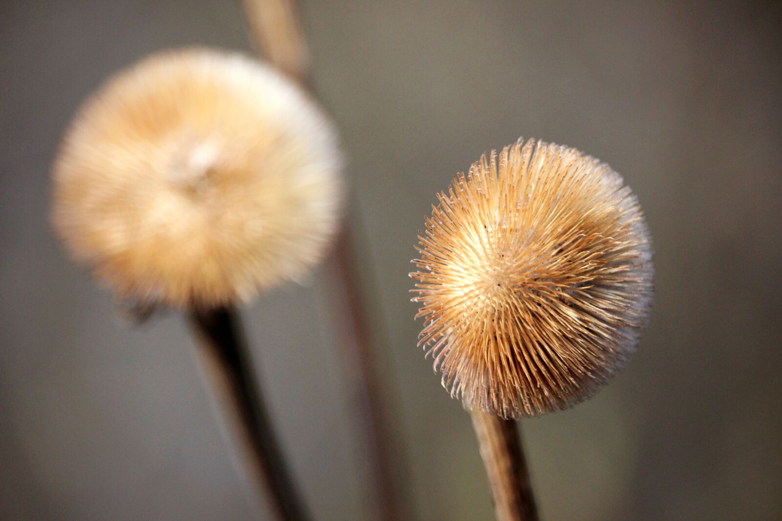 Canon EF-S 55-250mm F4-5.6 IS STM sample photo. Botany, plant, nature photography