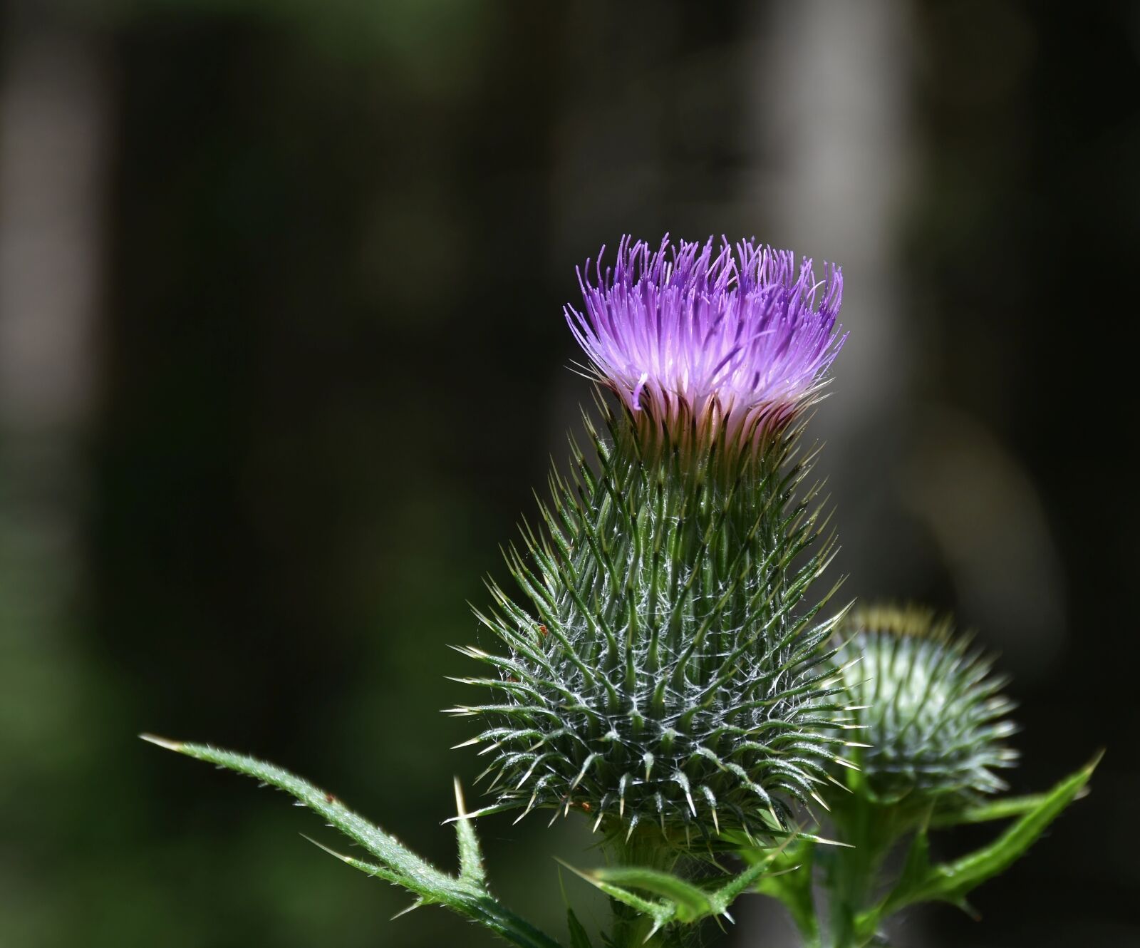 Nikon D7200 sample photo. Thistle, pappus, flower coronary photography