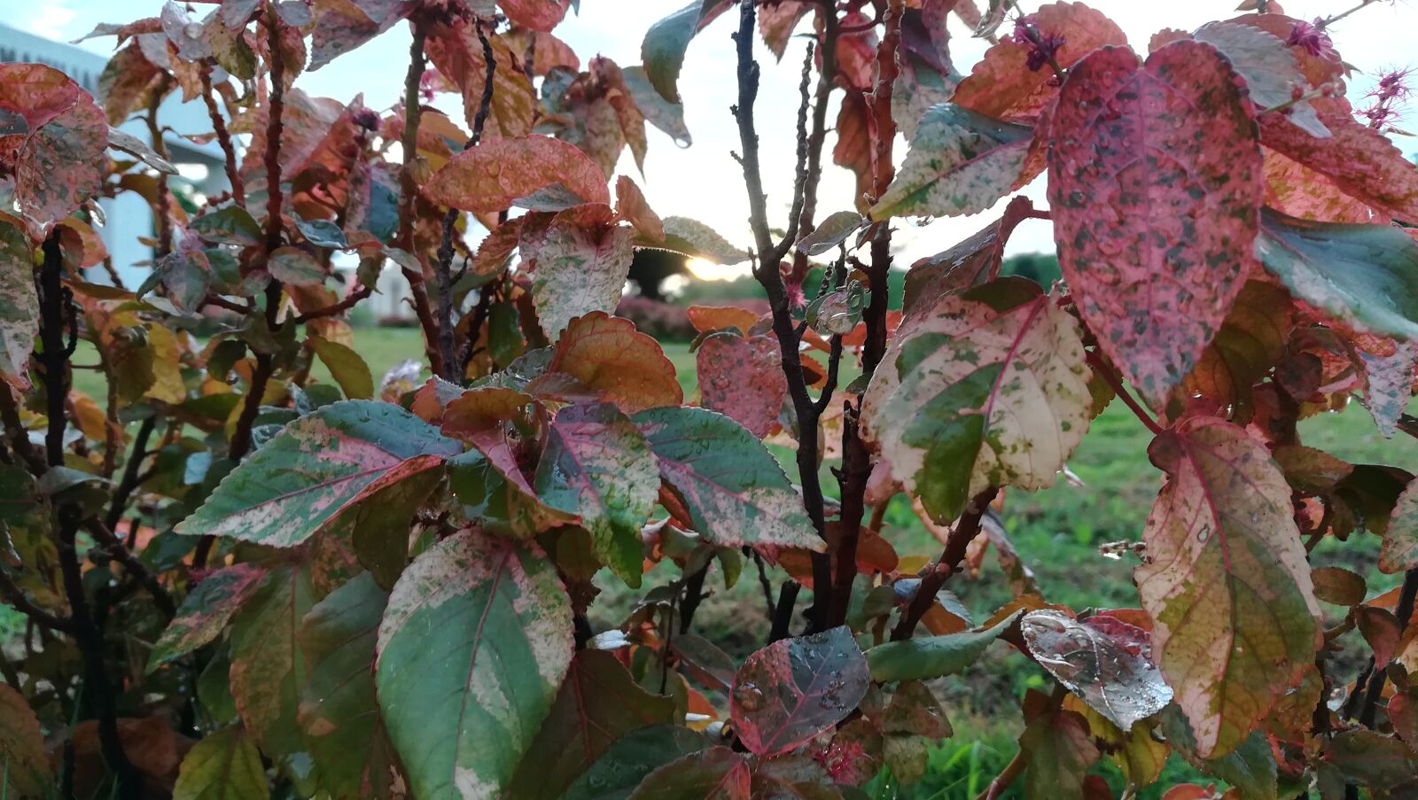 HUAWEI honor 6x sample photo. Evening, sun, leafs, sunset photography