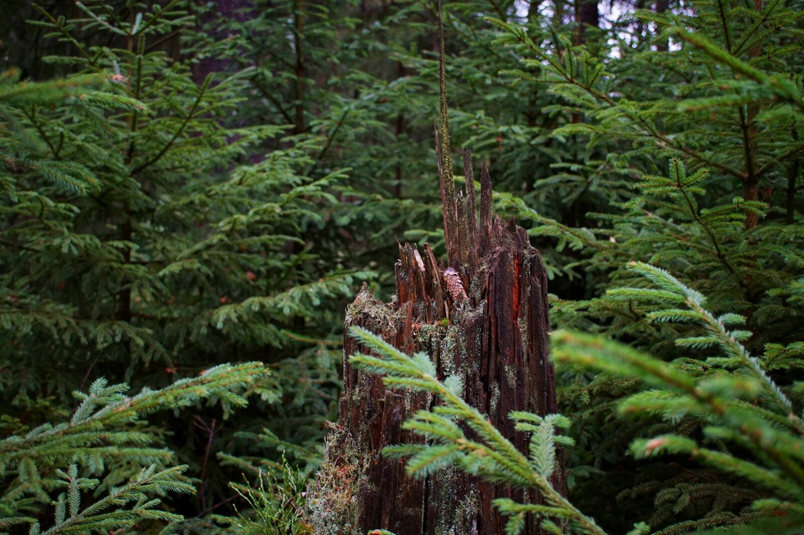 Sony Alpha a5000 (ILCE 5000) sample photo. Tree stump, dead wood photography