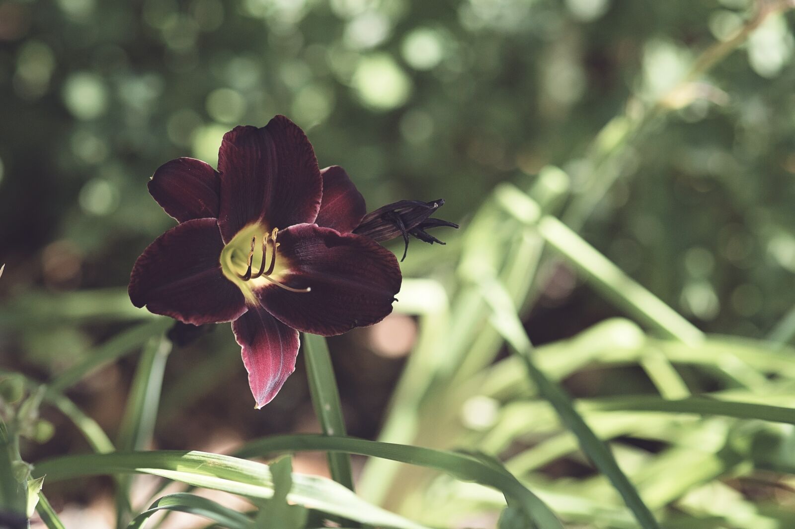 Nikon D750 sample photo. Maroon, flower, garden photography