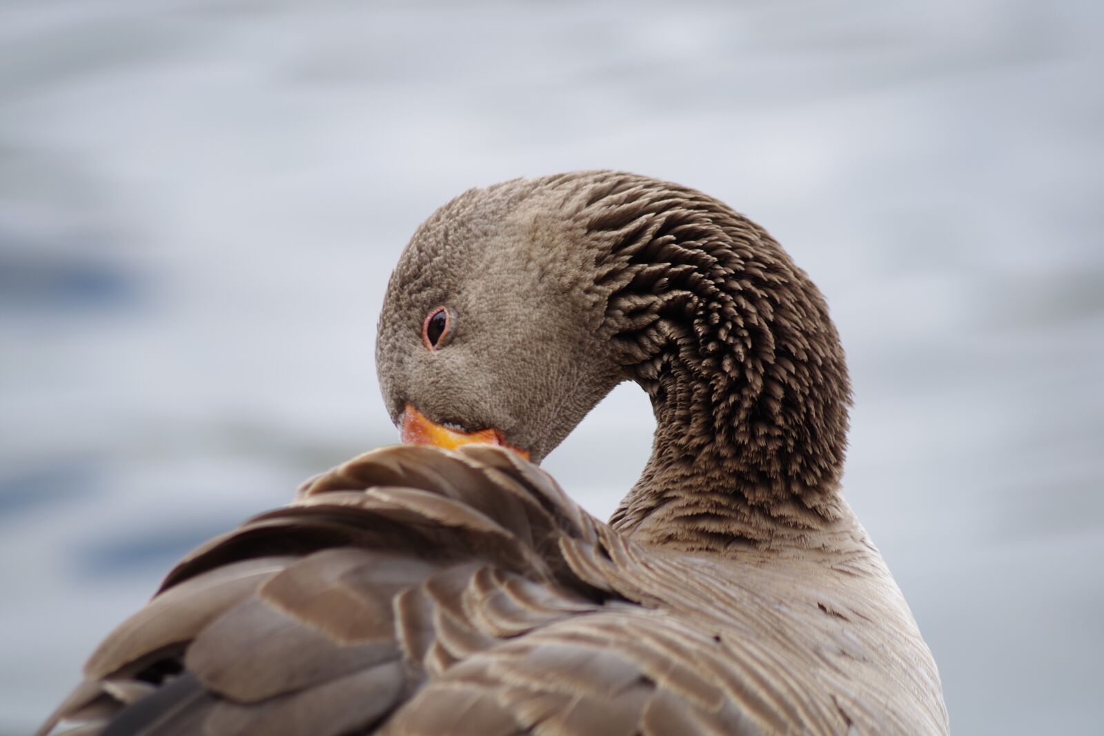Pentax K-S2 sample photo. Greylag goose, plumage, poultry photography