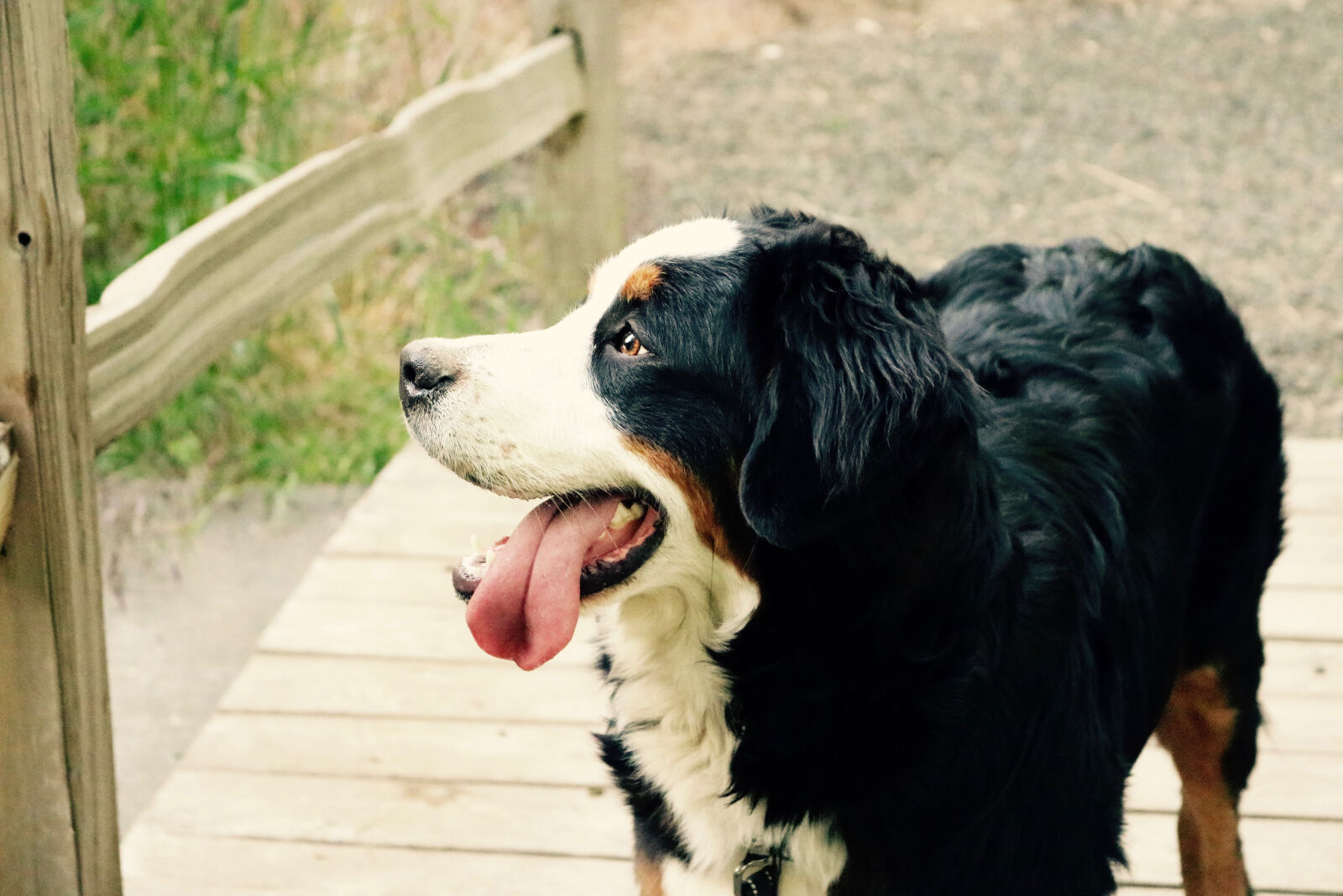Canon EOS 750D (EOS Rebel T6i / EOS Kiss X8i) sample photo. Dog, mammal, pet, animal photography
