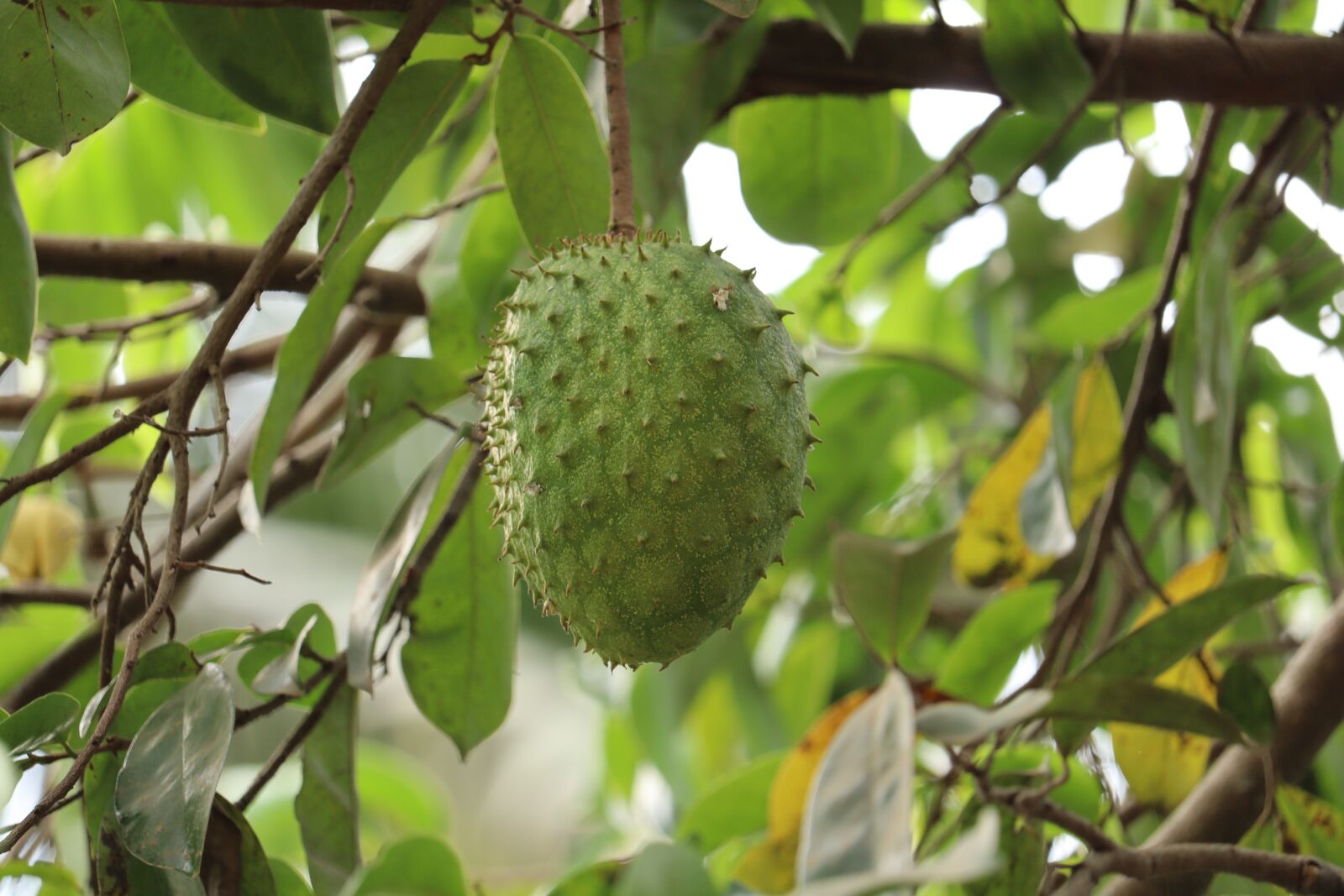 Canon EOS 250D (EOS Rebel SL3 / EOS Kiss X10 / EOS 200D II) sample photo. Fruit, kerala, india photography