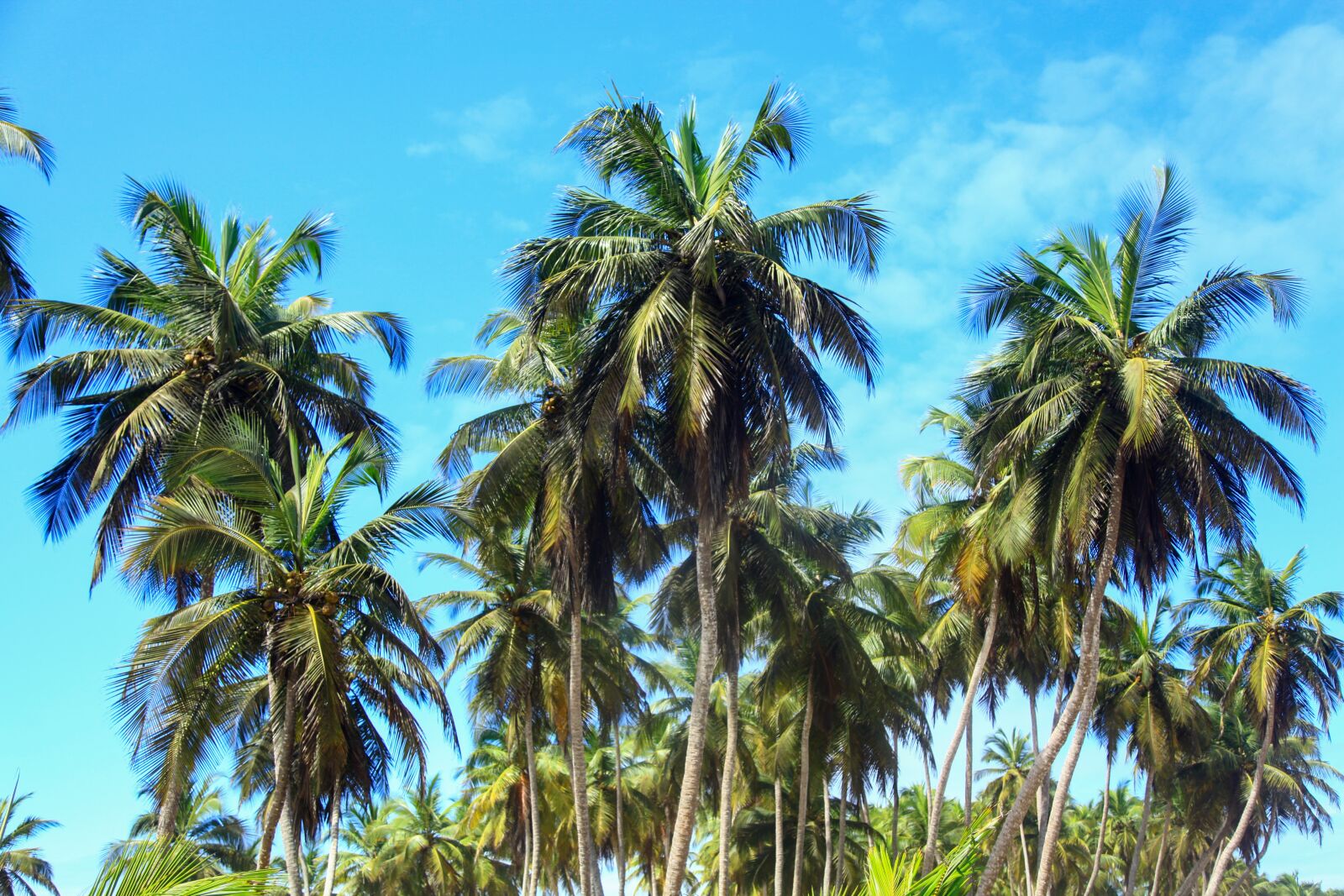 Canon EOS 5D Mark II + Canon EF 24-105mm F4L IS USM sample photo. Coconut trees, nature, sky photography