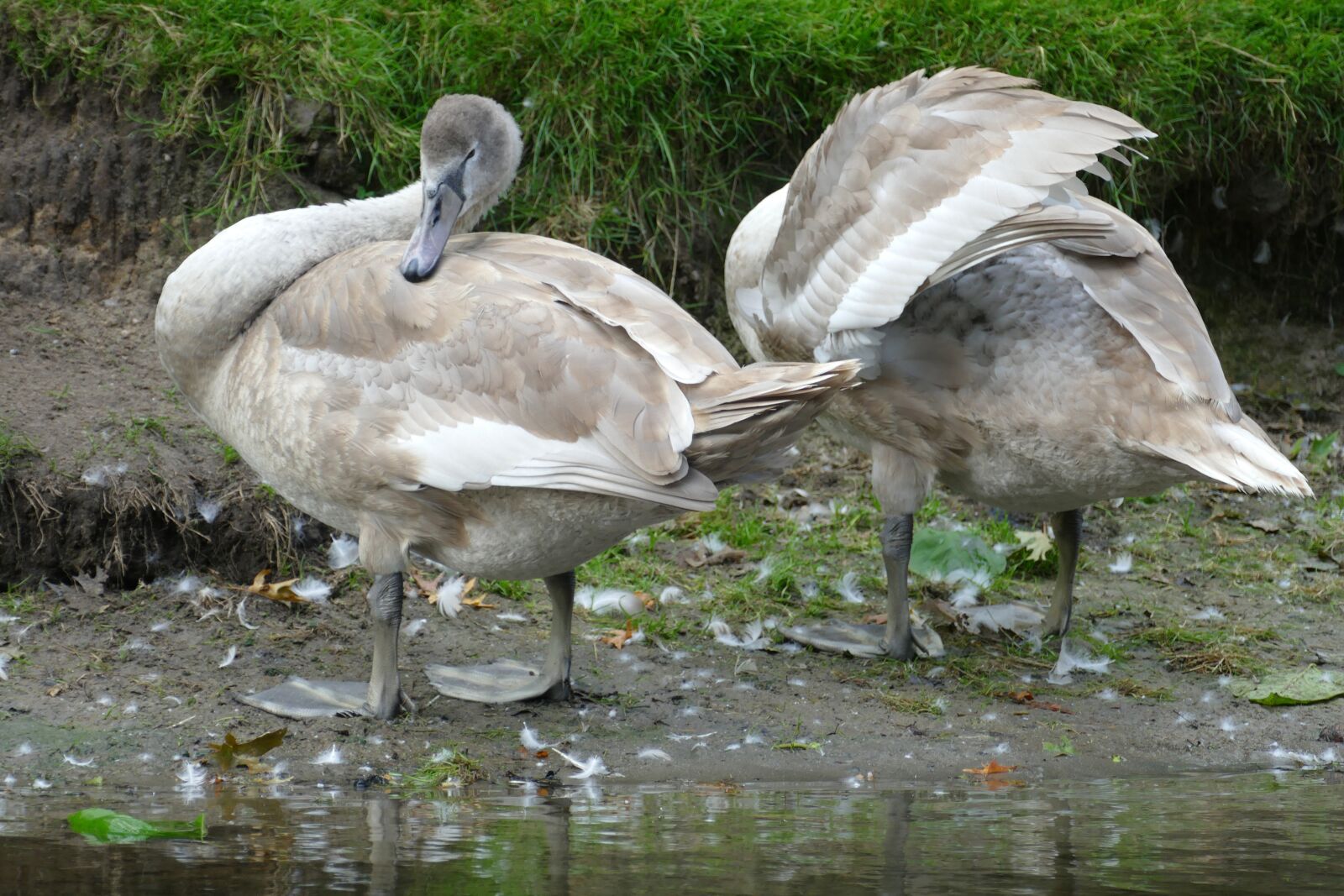 Panasonic Lumix DMC-FZ1000 sample photo. Swan, cygnus cygnus, young photography