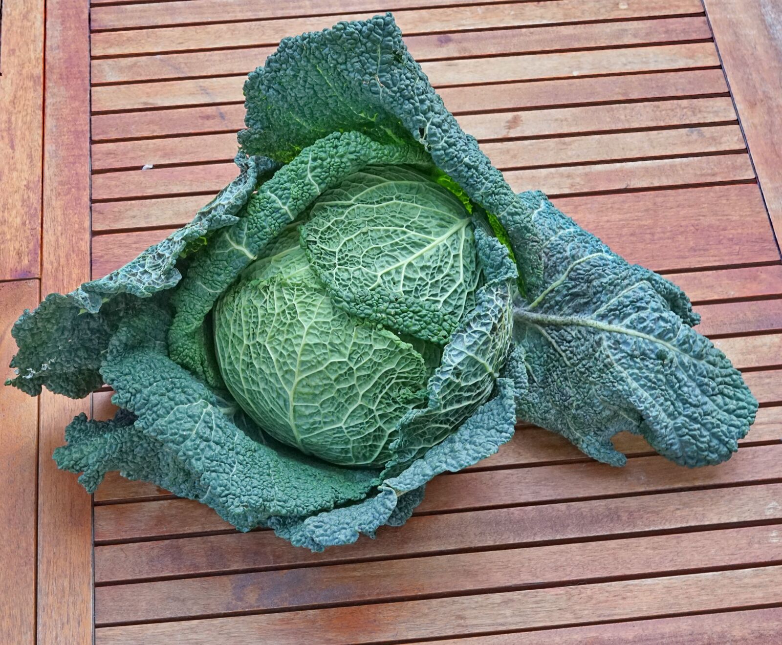 Sony a7 II + Sony FE 50mm F1.8 sample photo. Cabbage, vegetable, organic photography
