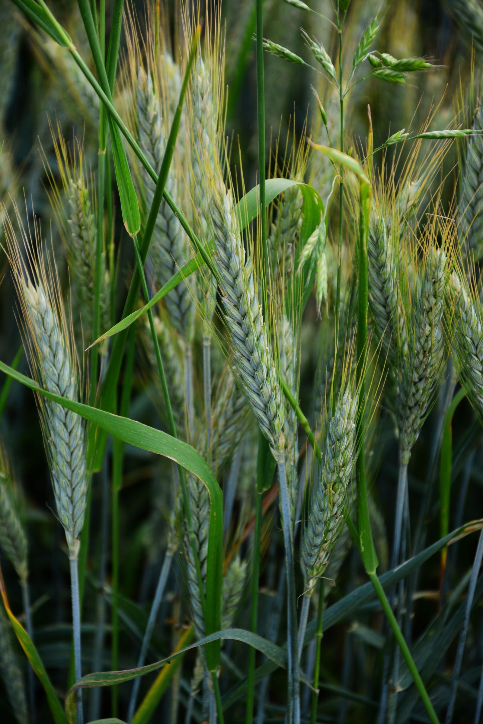 Nikon D5200 sample photo. Barley, cereals, cornfield photography