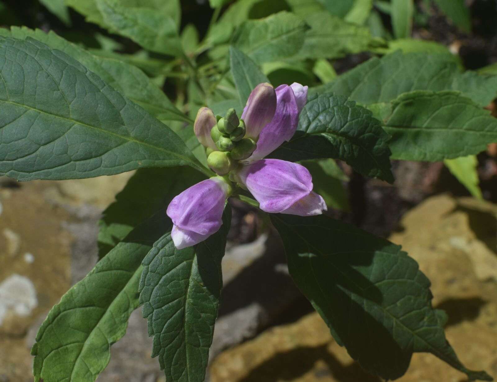 Nikon D3300 sample photo. Chelone, turtlehead, wildflower photography