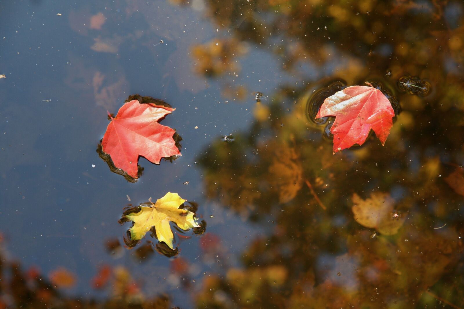 Canon EOS 400D (EOS Digital Rebel XTi / EOS Kiss Digital X) sample photo. Autumn, water, leaves photography