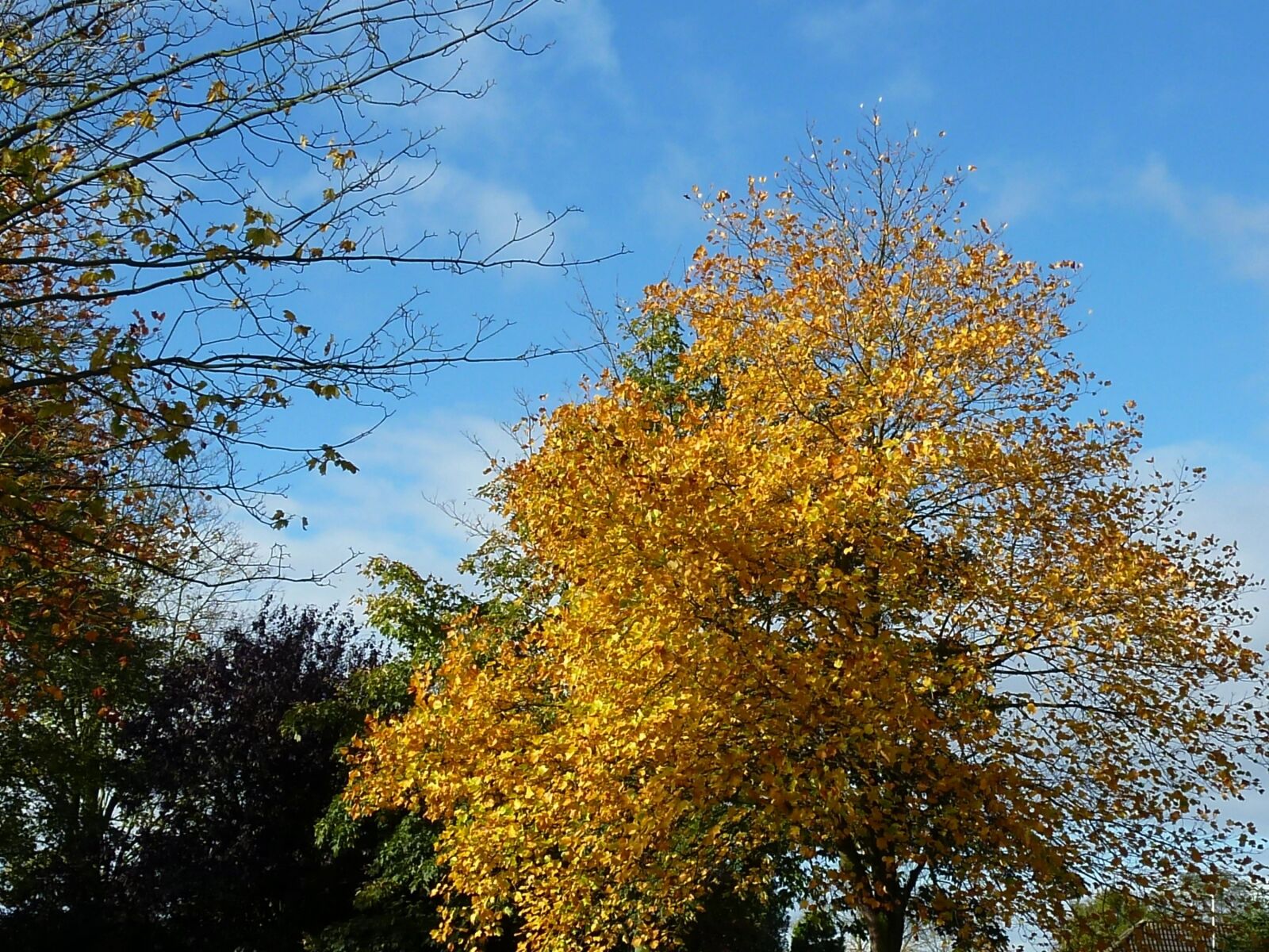 Panasonic DMC-TZ7 sample photo. Autumn mood, fall foliage photography