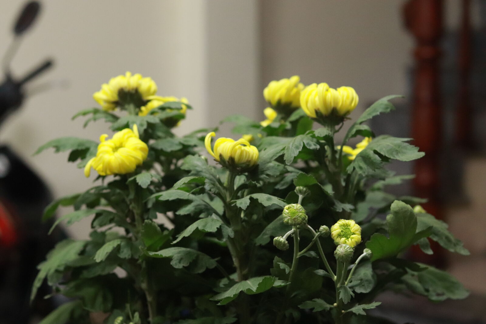 Canon EF 50mm F1.8 STM sample photo