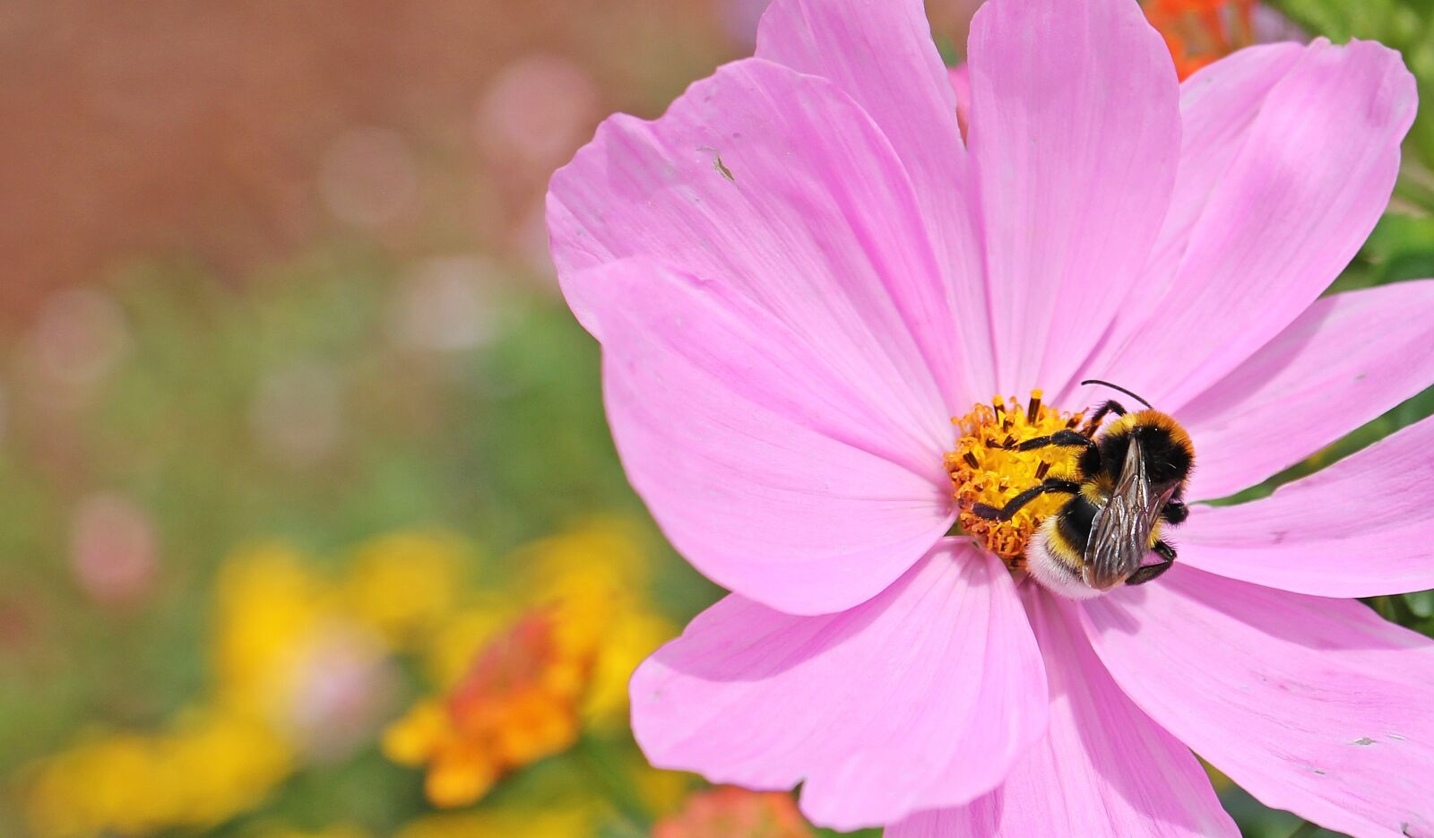 Canon EOS 550D (EOS Rebel T2i / EOS Kiss X4) sample photo. Cosmos, cosmea bipinnata, flower photography