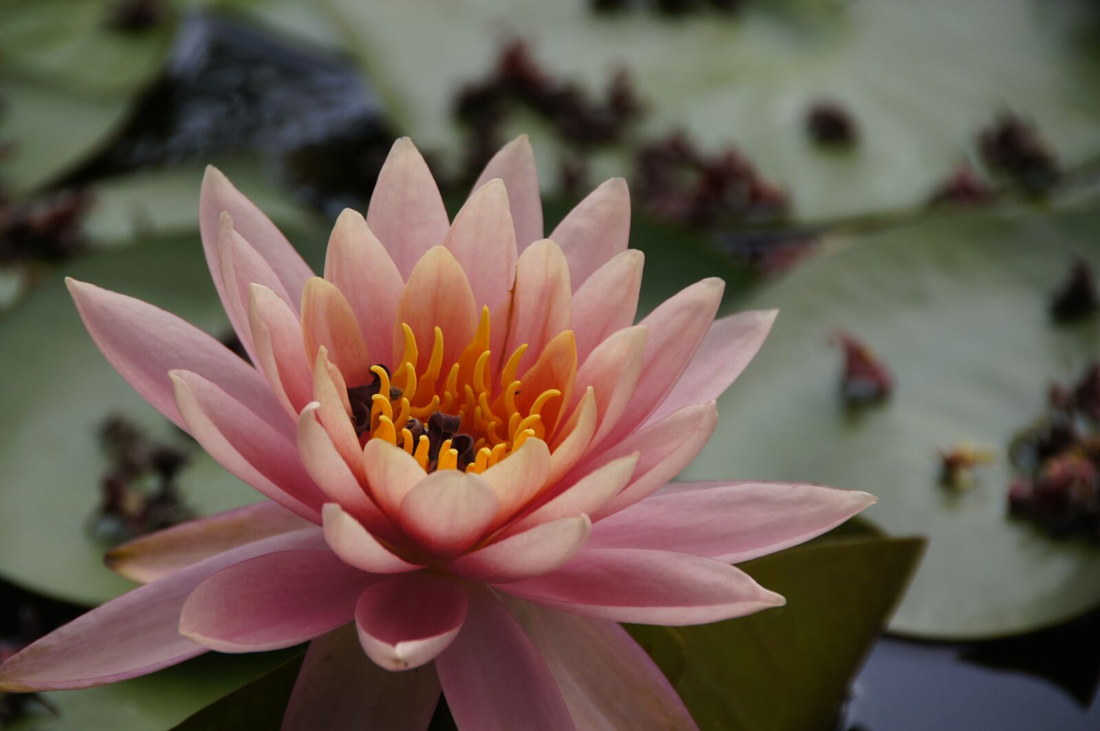 Sony DT 18-250mm F3.5-6.3 sample photo. Lotus, xie, pink photography