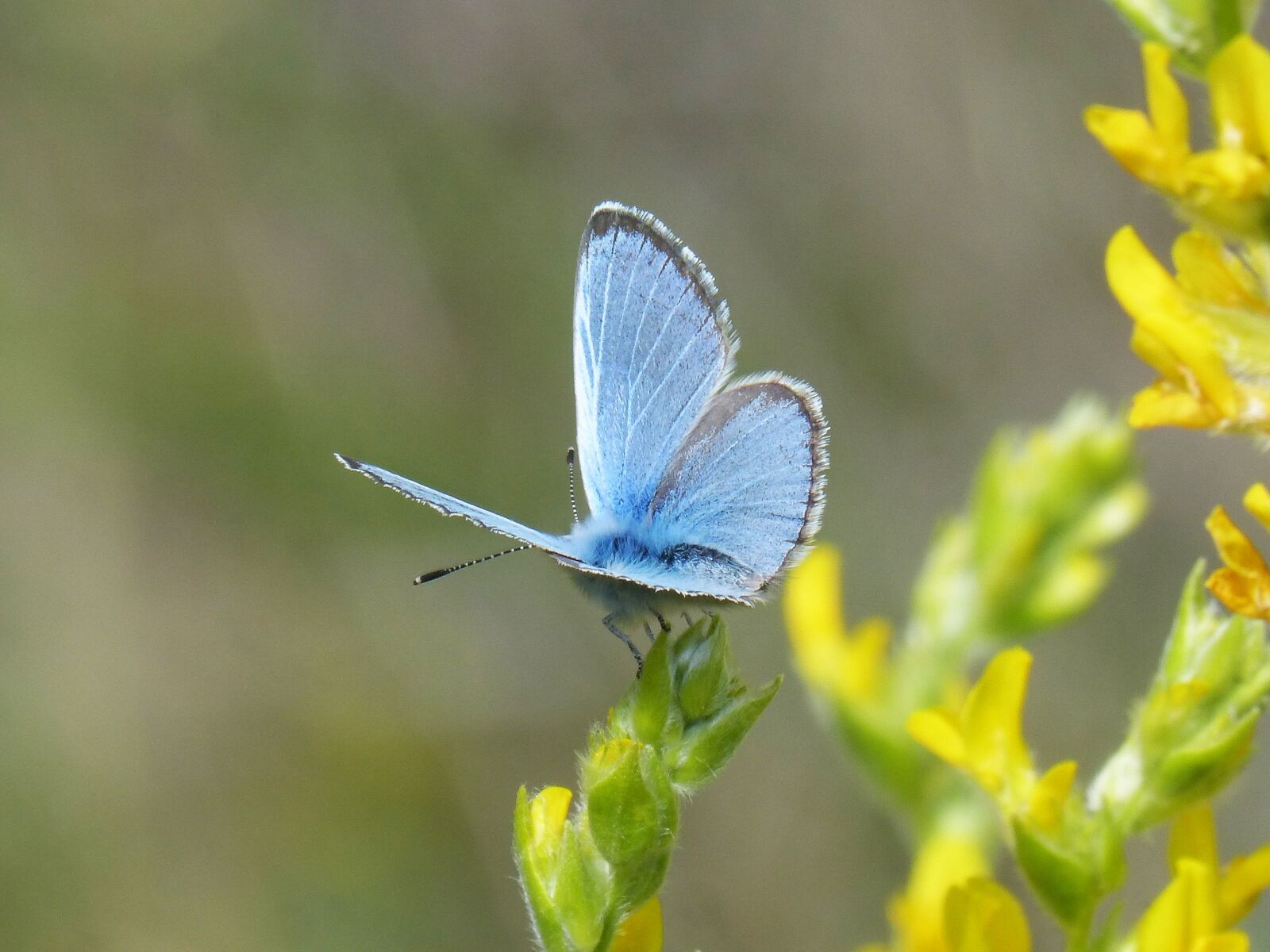 Panasonic DMC-FZ62 sample photo. Pseudophilotes panoptes, blue butterfly photography