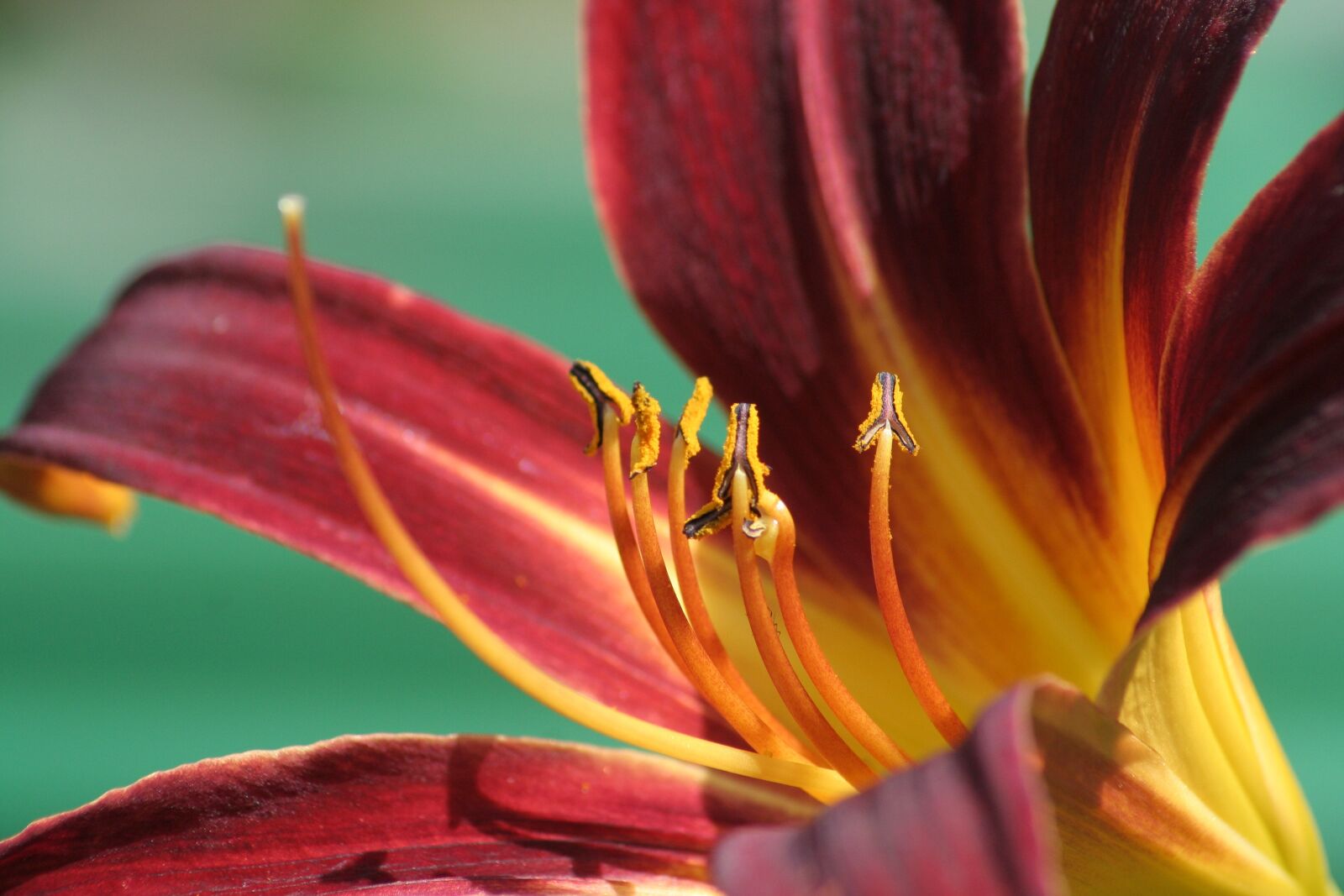 Canon EOS 350D (EOS Digital Rebel XT / EOS Kiss Digital N) sample photo. Lily, blossom, bloom photography