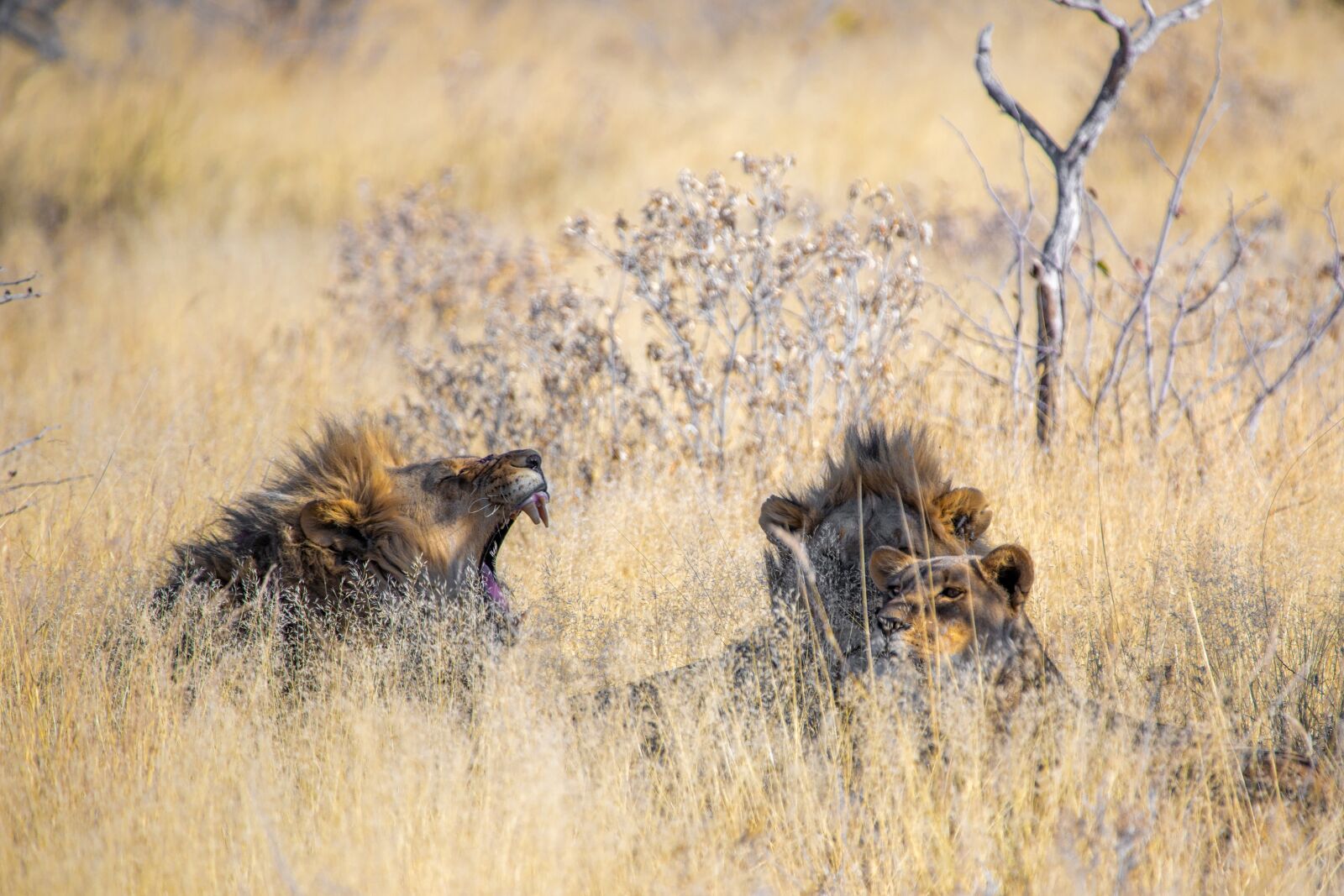 Canon EOS 5D Mark IV + 150-600mm F5-6.3 DG OS HSM | Contemporary 015 sample photo. Lion, males, young photography