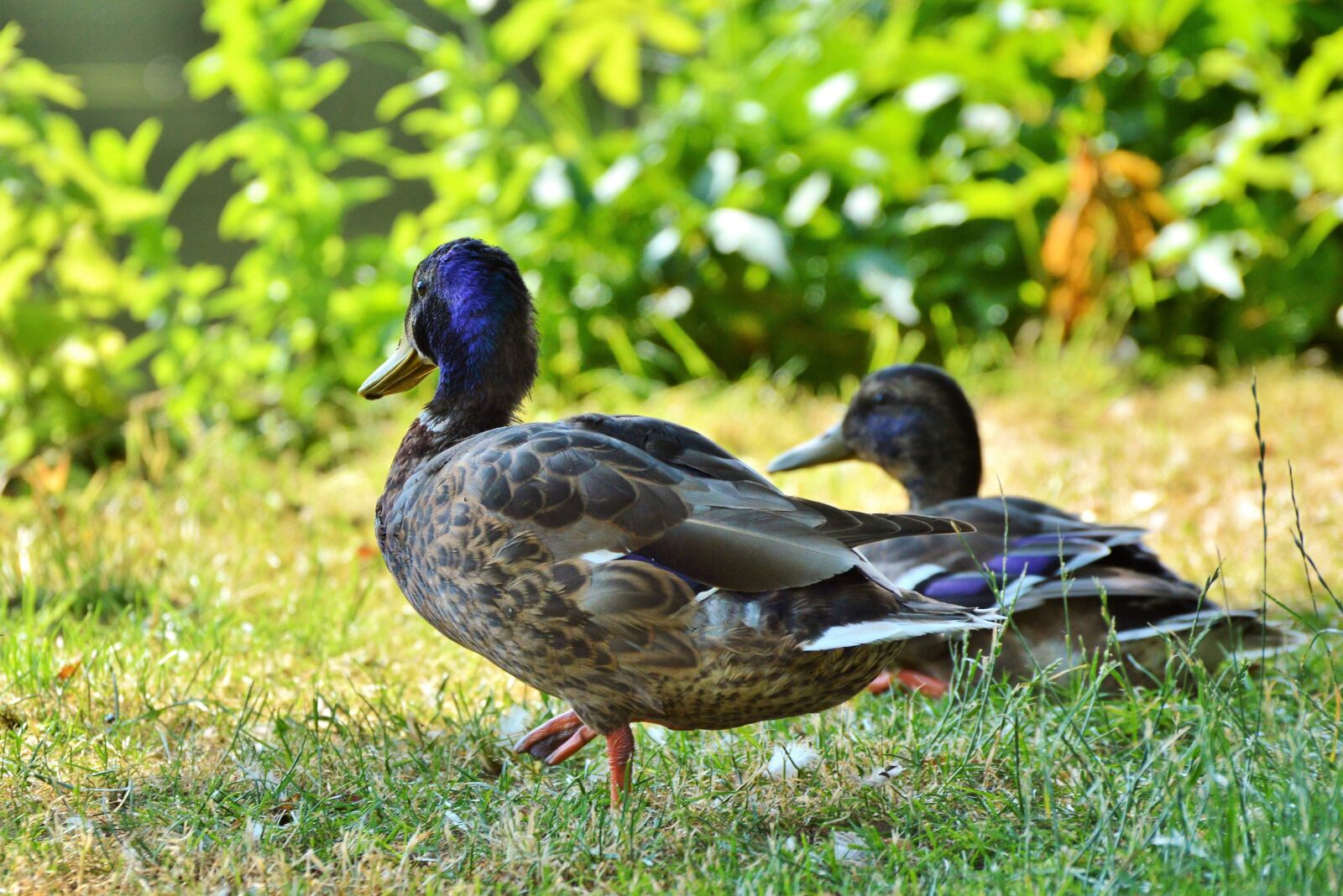 Nikon D3200 sample photo. Ducks, waterfowl, mallard photography