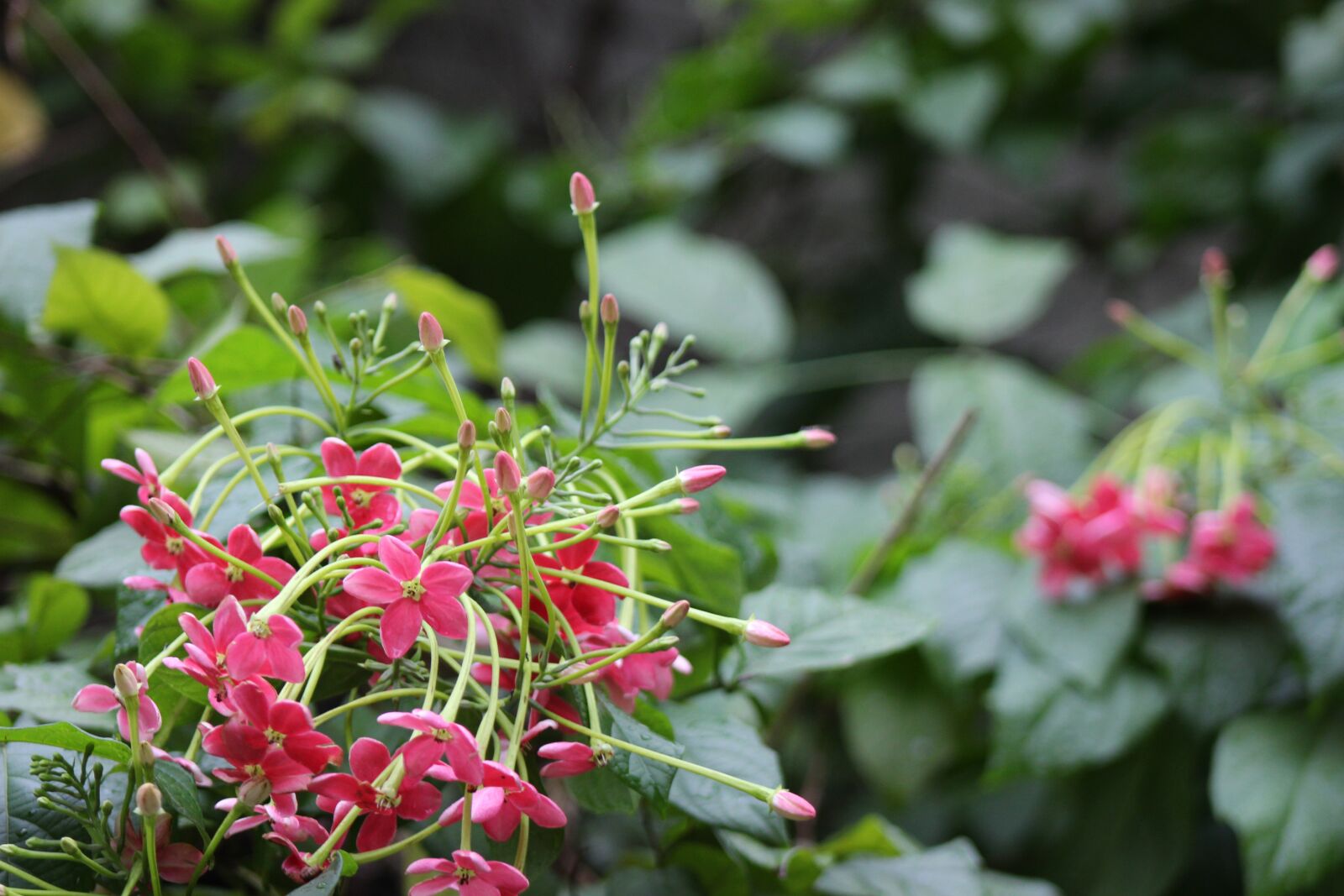 Canon EOS 700D (EOS Rebel T5i / EOS Kiss X7i) sample photo. Click - meh, location photography