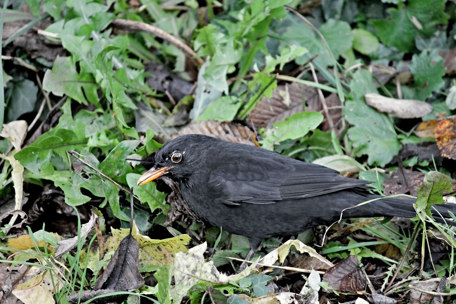Canon EOS 1100D (EOS Rebel T3 / EOS Kiss X50) sample photo. Blackbird, songbird, camouflage photography