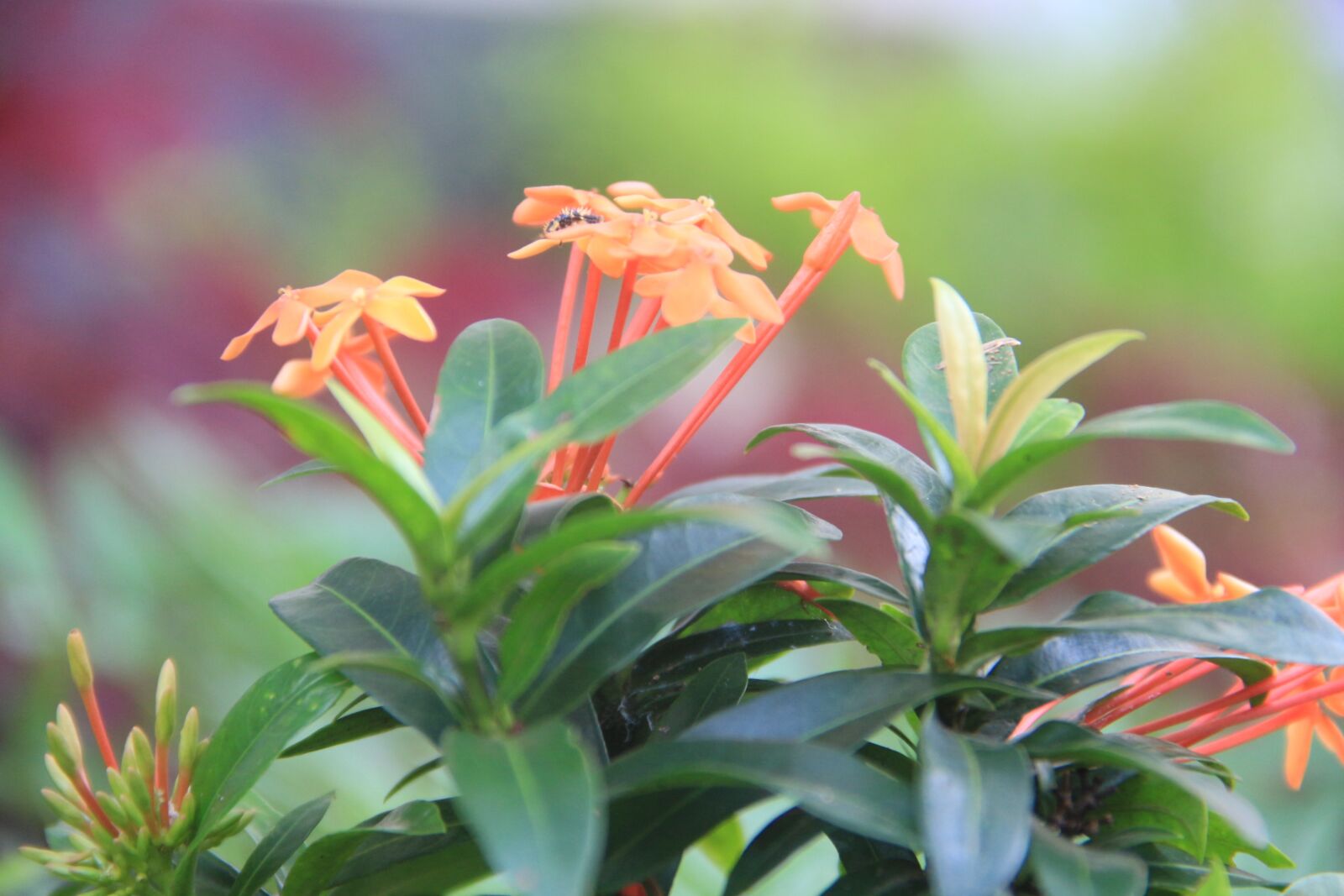 Canon EF-S 18-135mm F3.5-5.6 IS sample photo. Flowers, garden, plant photography