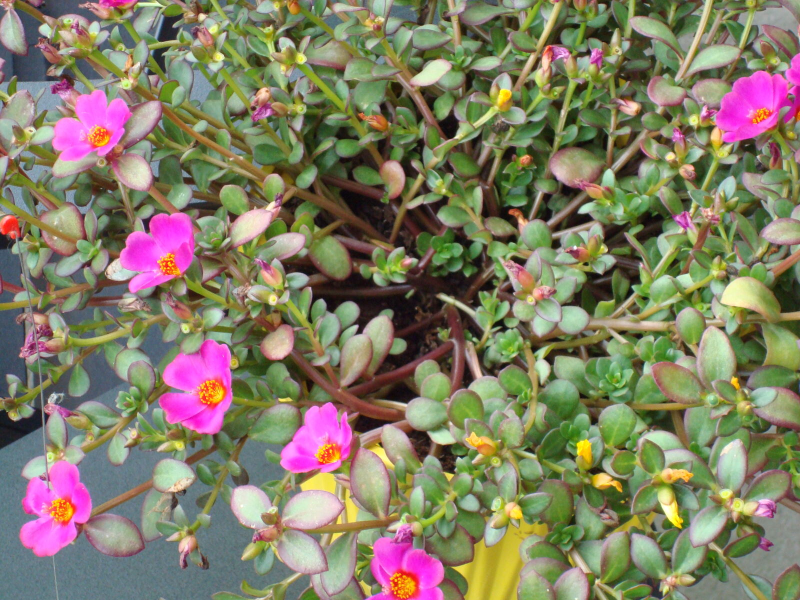 Sony DSC-W80 sample photo. Sony dsc-w80 photography