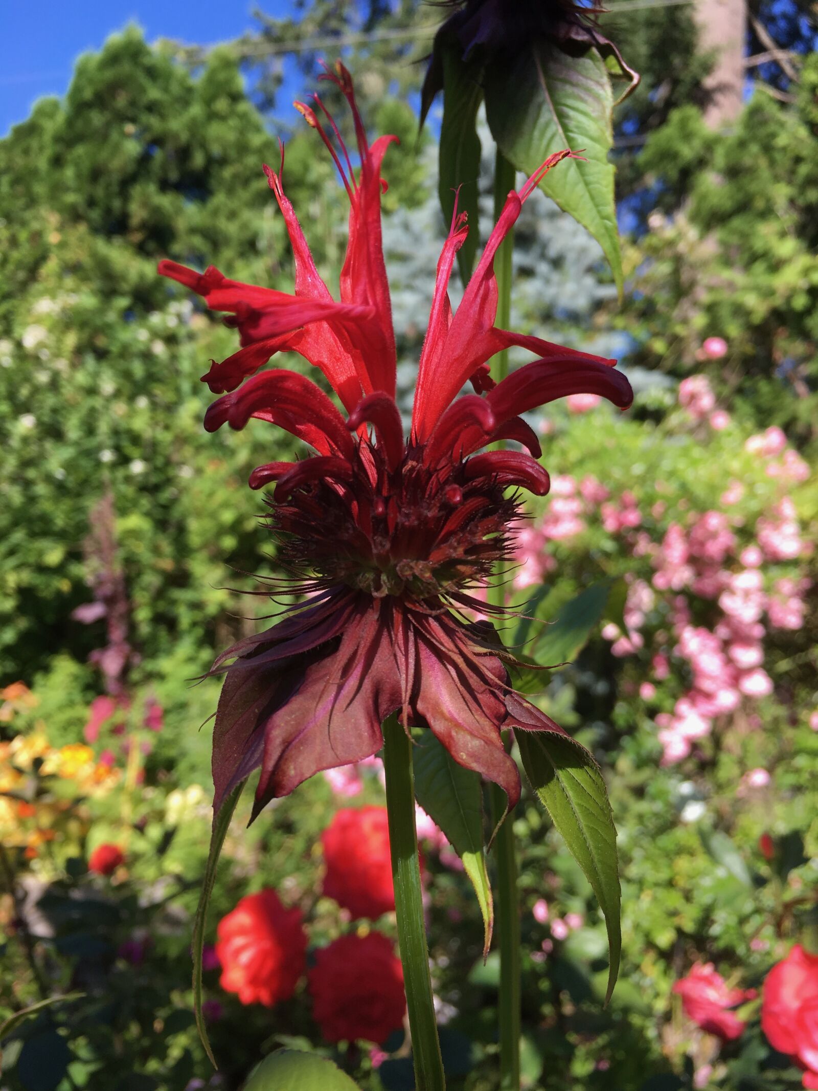 Apple iPhone 6s sample photo. Bee balm, summer, garden photography