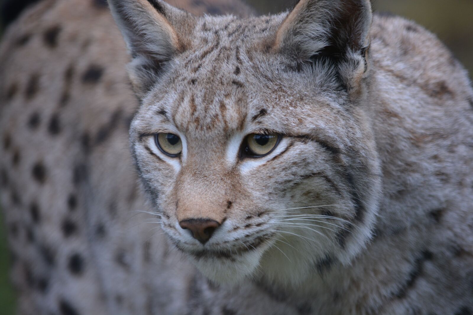 Nikon D5200 sample photo. Animal world, mammal, animal photography