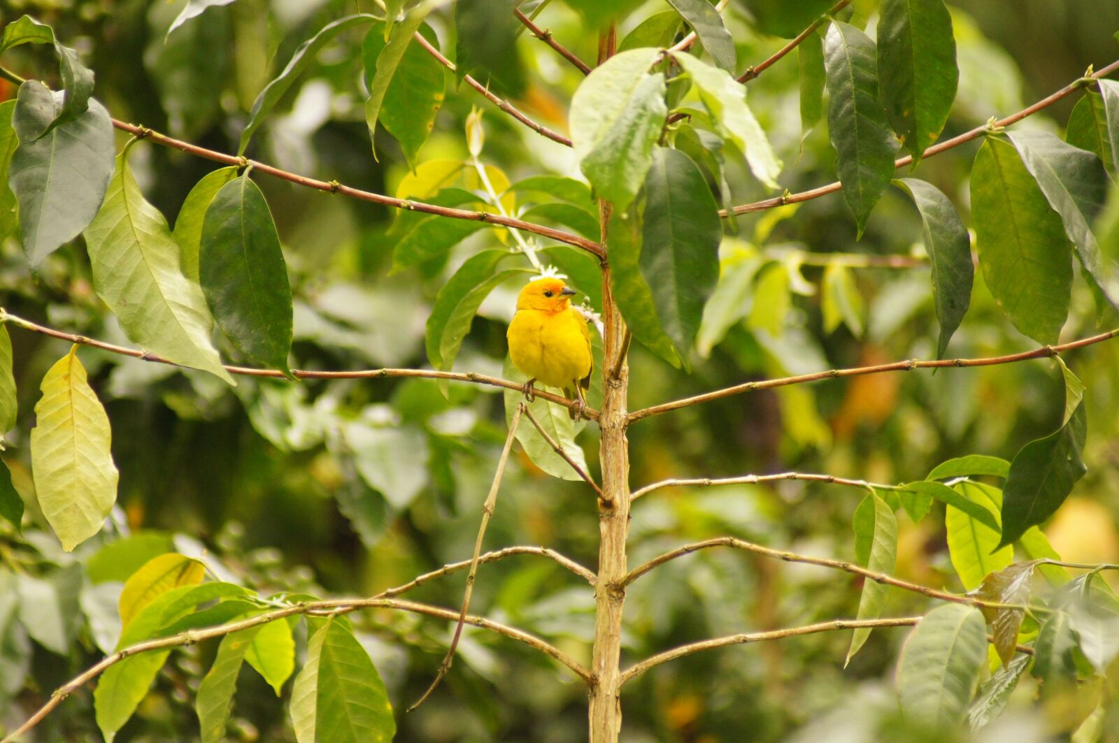Sony SLT-A55 (SLT-A55V) sample photo. Birds, quimbaya, quindio photography