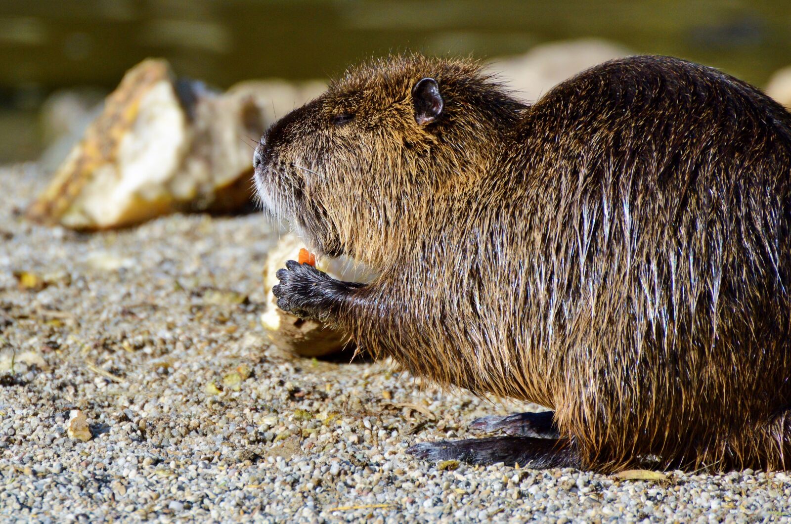 Nikon D3200 sample photo. Nutria, rodent, water rat photography