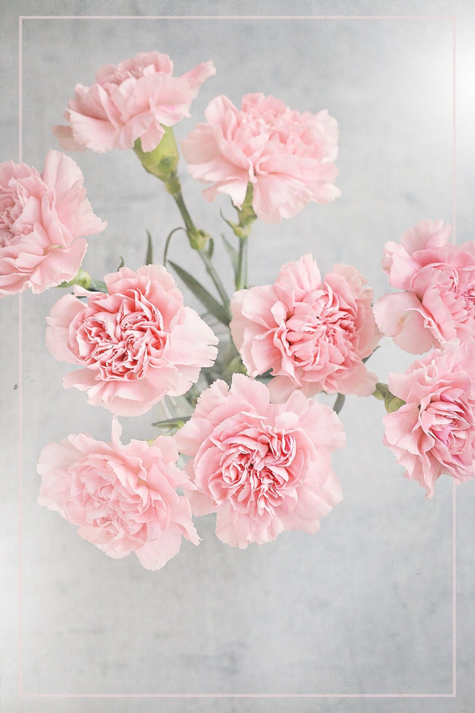 Nikon D7100 sample photo. Flowers, cloves, pink photography
