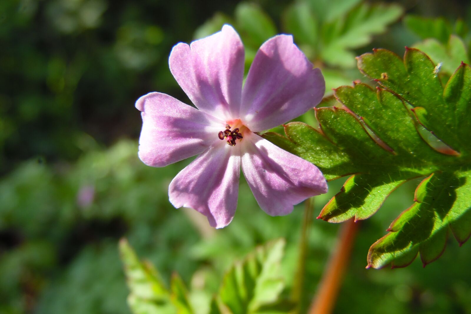 Samsung WB1100F/WB1101F/WB1102F sample photo. Flower, pink, wild photography