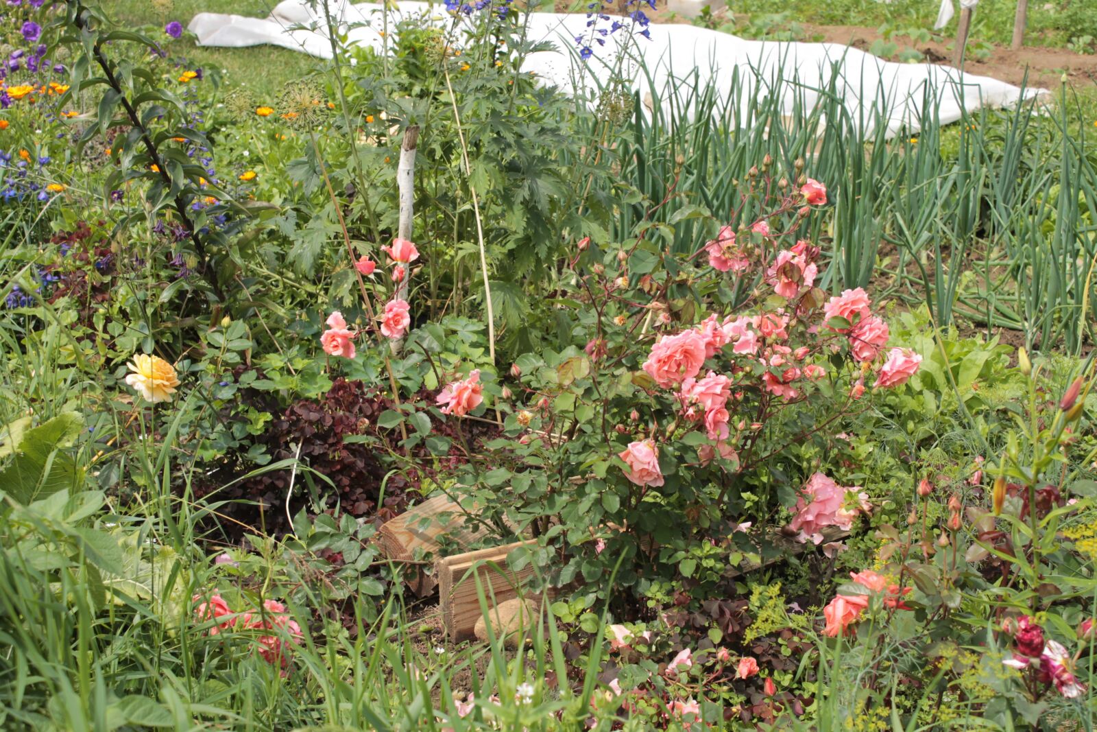 Canon EOS 1100D (EOS Rebel T3 / EOS Kiss X50) sample photo. Flowers, roses, garden photography