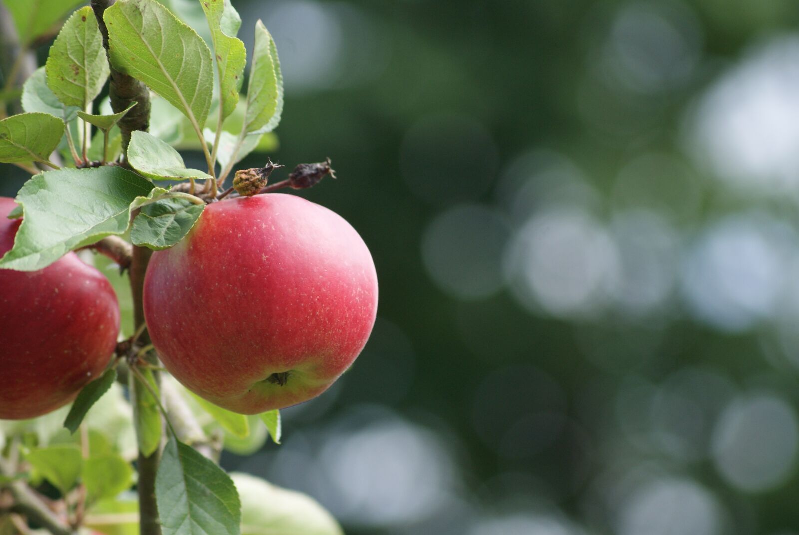 Sony Alpha DSLR-A230 sample photo. Apple, ripe, fruit photography